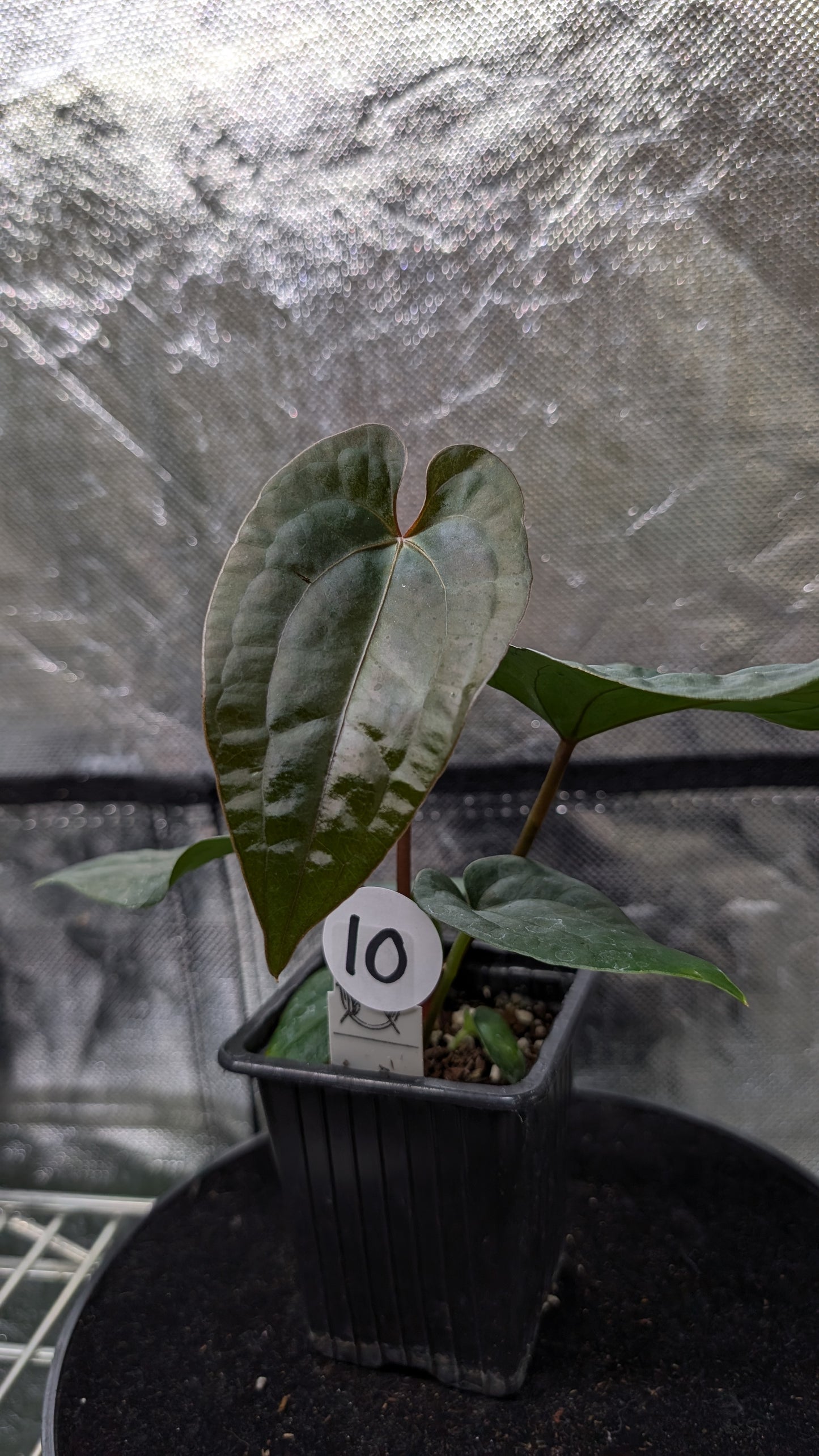 Anthurium 'Ace of Spagetii' x Luxurians