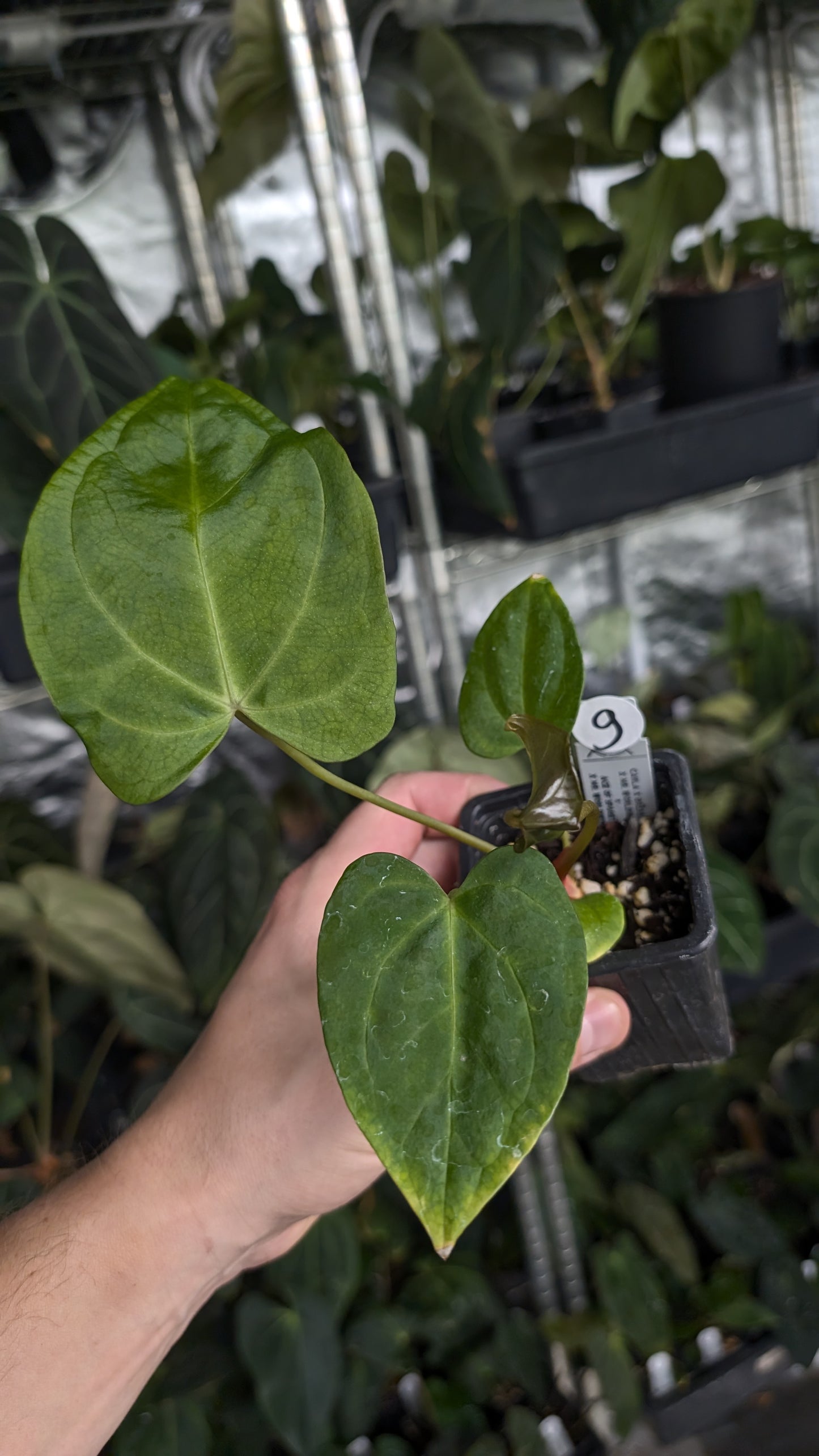 Anthurium [Carlablackiae x Dressleri Rio Guanche x Mr. Worldwide] x [Ace of Spagetii x Mr Worldwide]