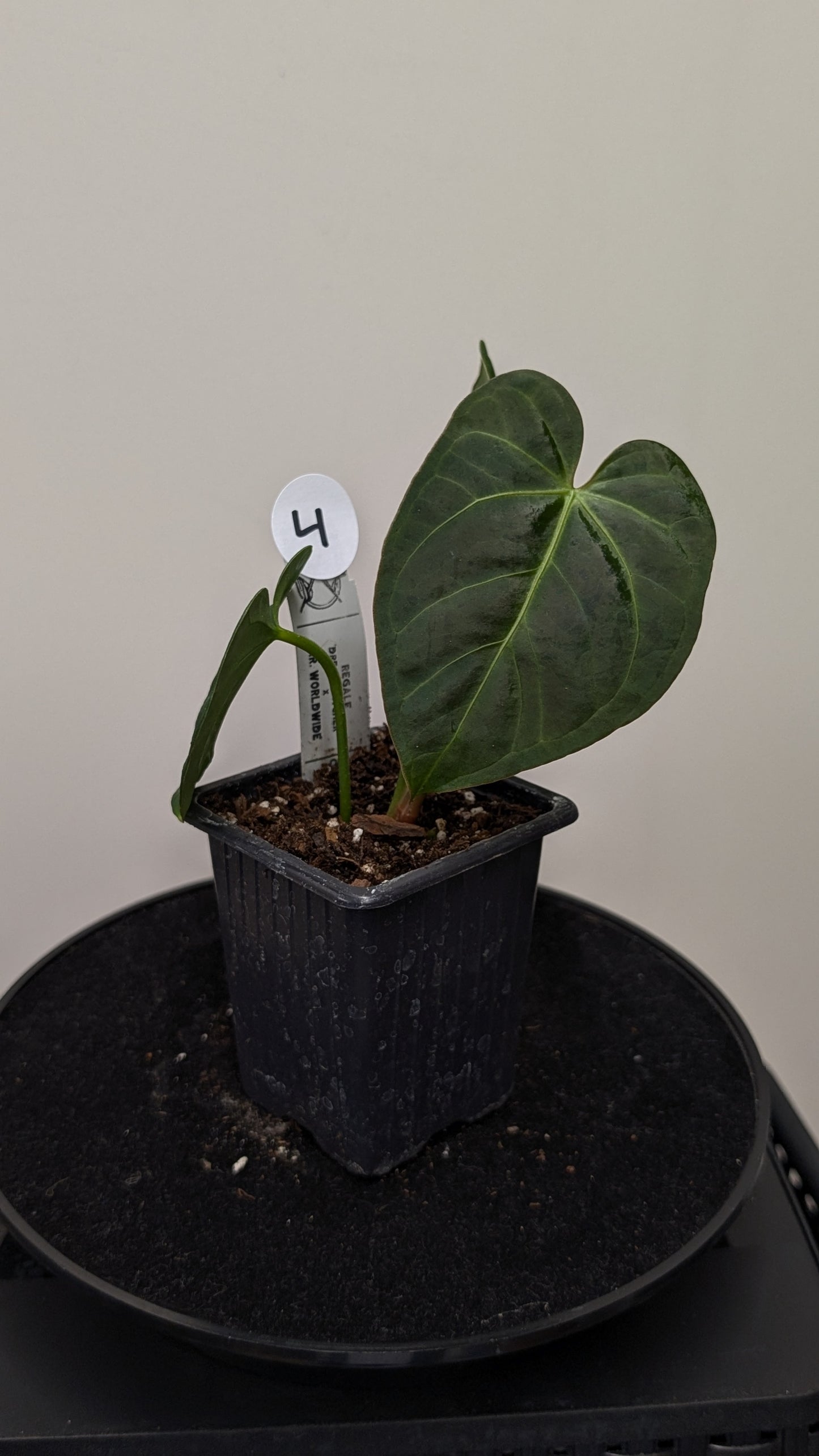 Anthurium Regale 'Dream Catcher' x Mr. Worldwide