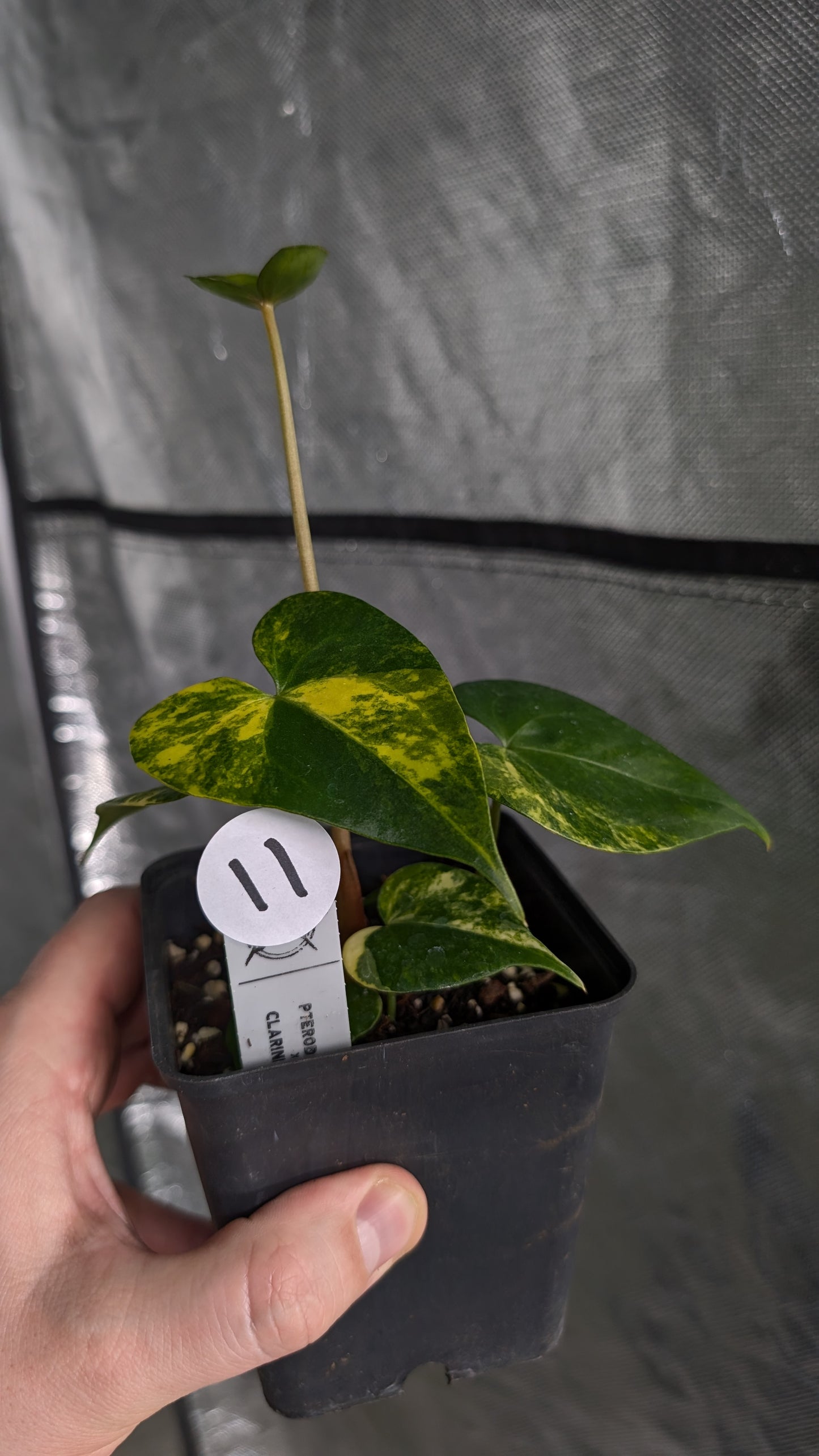 *Variegated* Anthurium Pterodactyl variegata x Clarinervium (or x self)