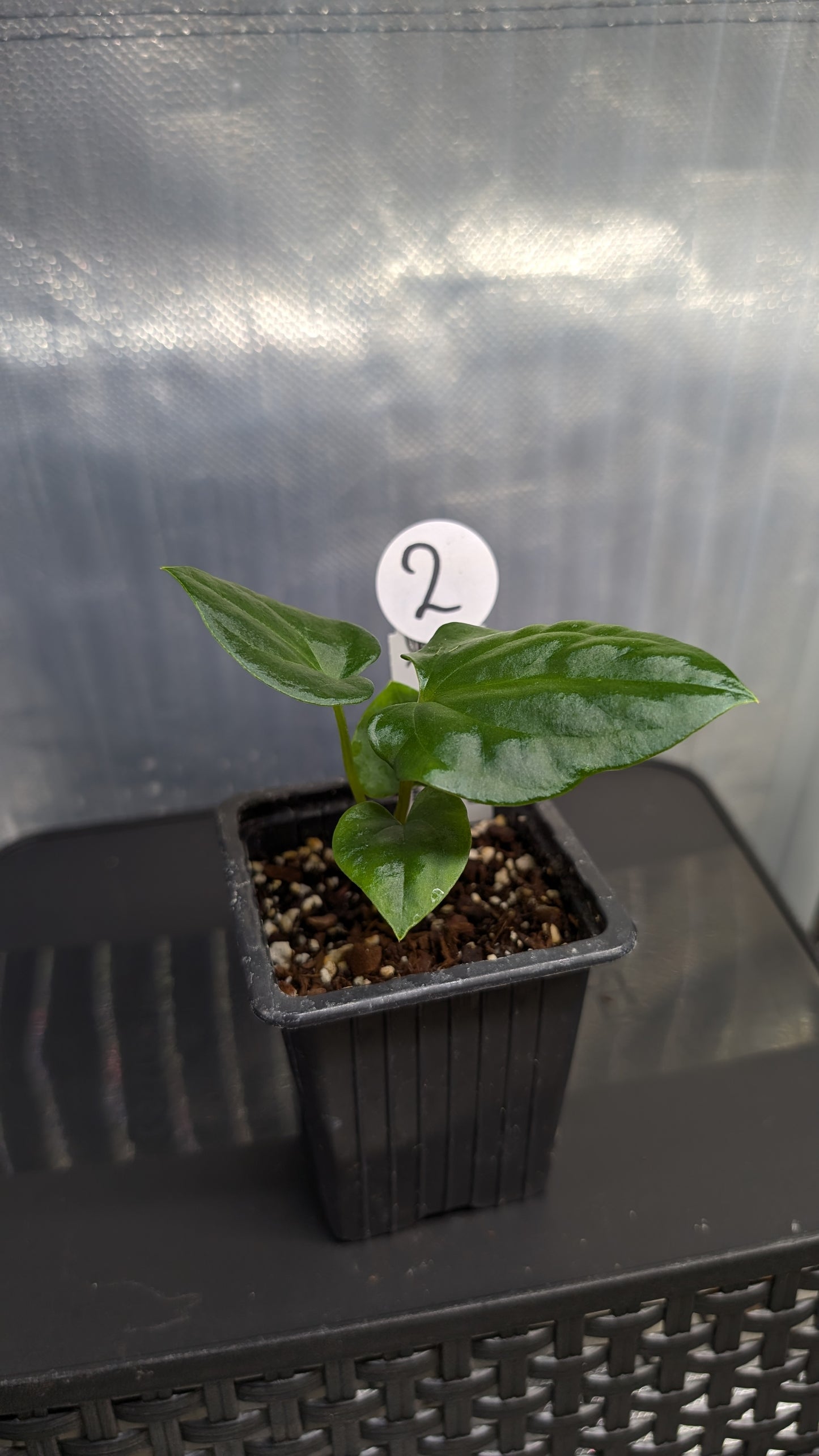 Anthurium Sp. Silver Peru Wide Sinus x Papillilaminum 'Fort Sherman'