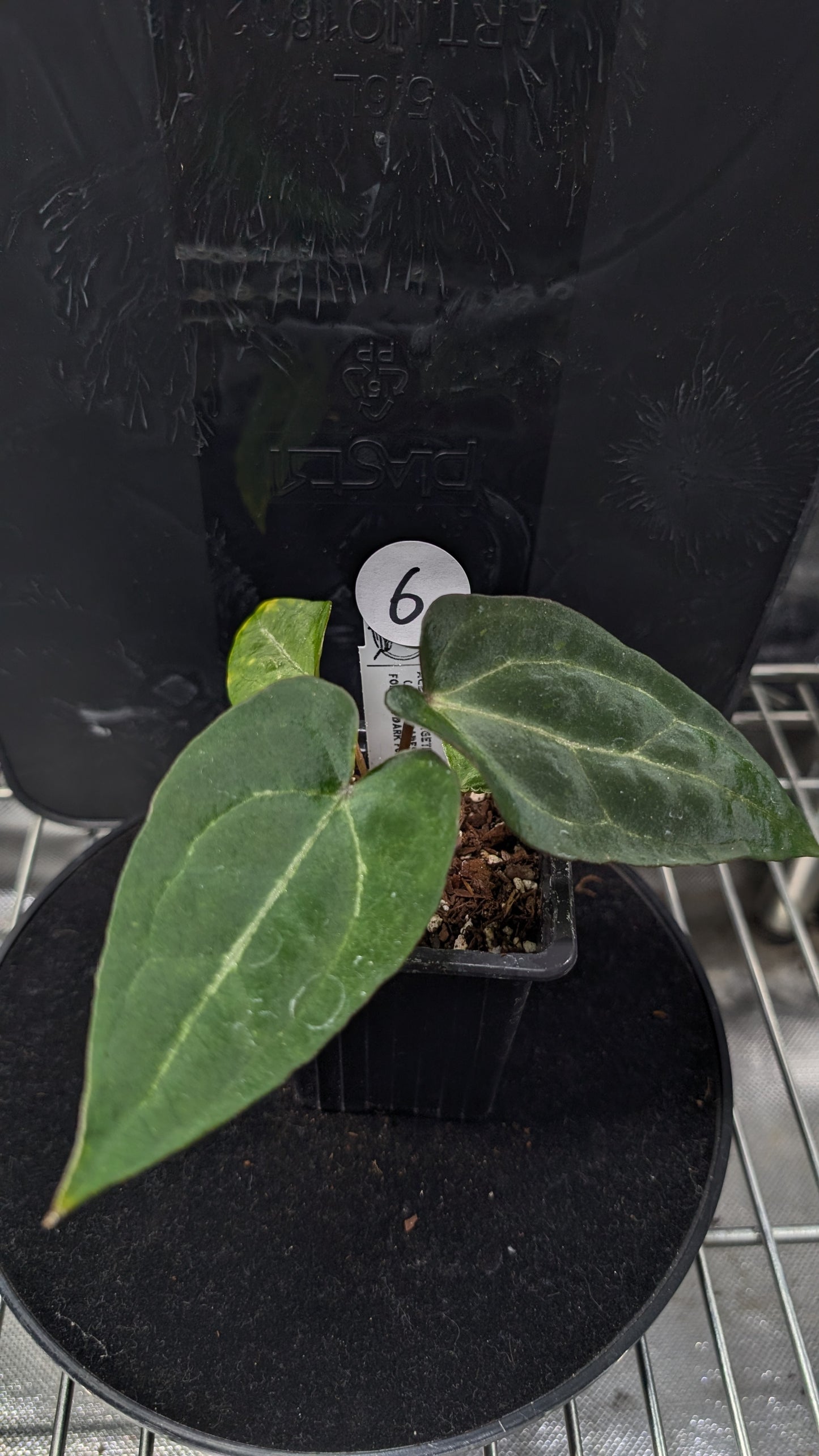 Anthurium Ace of Spagetii F2 (Ace of Spades x Forgetii) F2