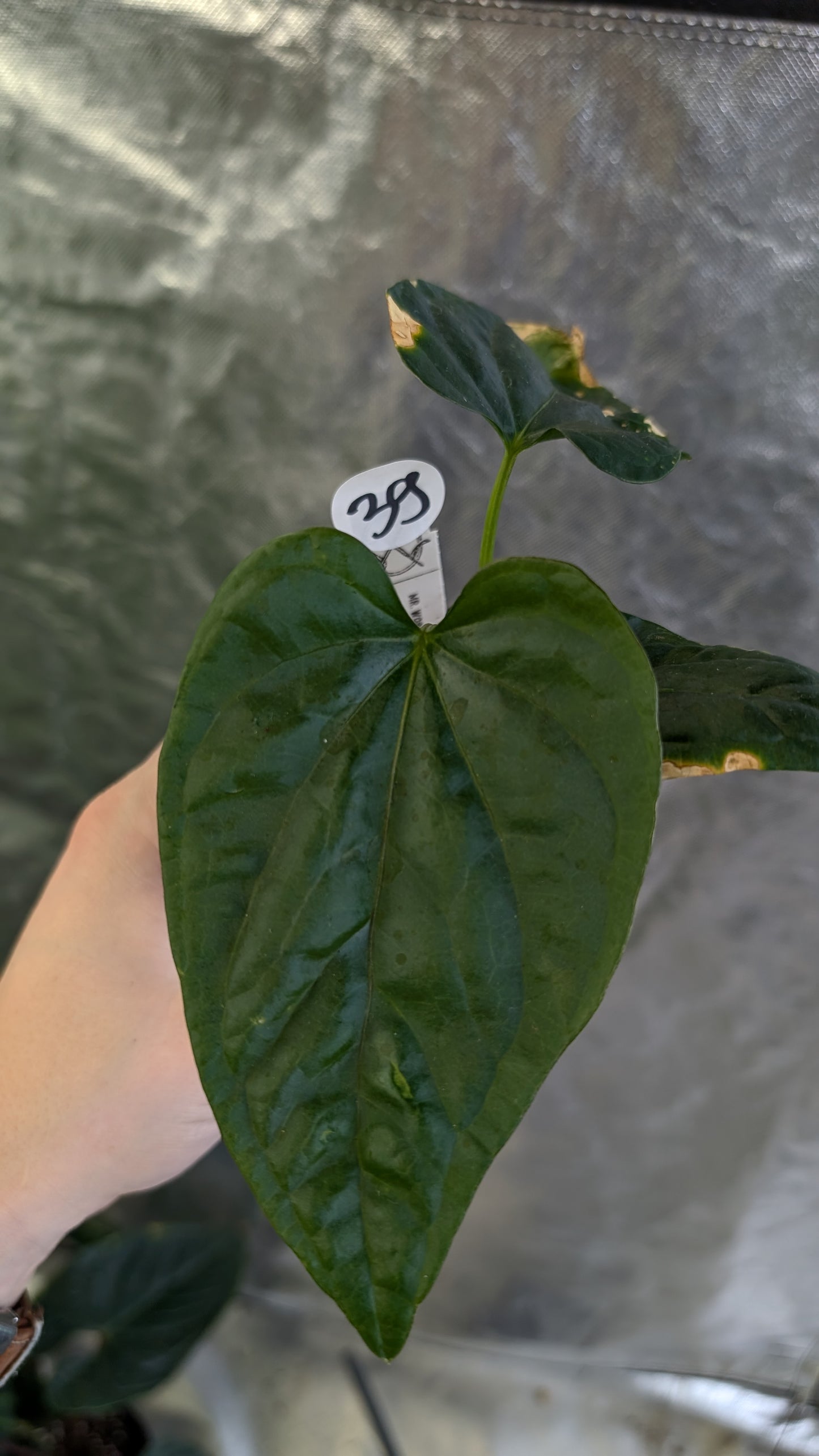 Anthurium Mr Worldwide x Debile (also sometimes called Debilis)