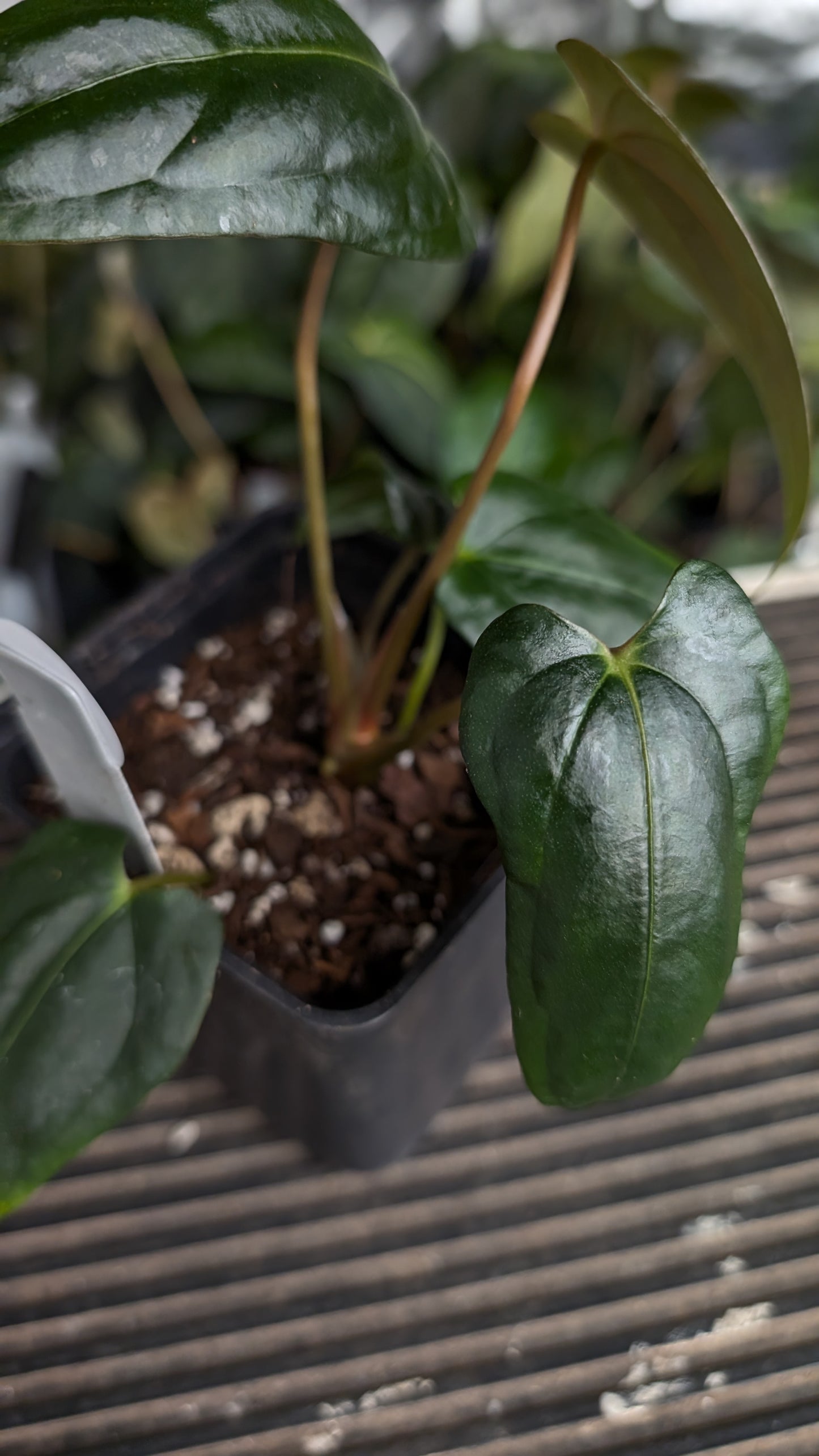Anthurium Papillilaminum 'Fort Sherman' x Mr. Worldwide