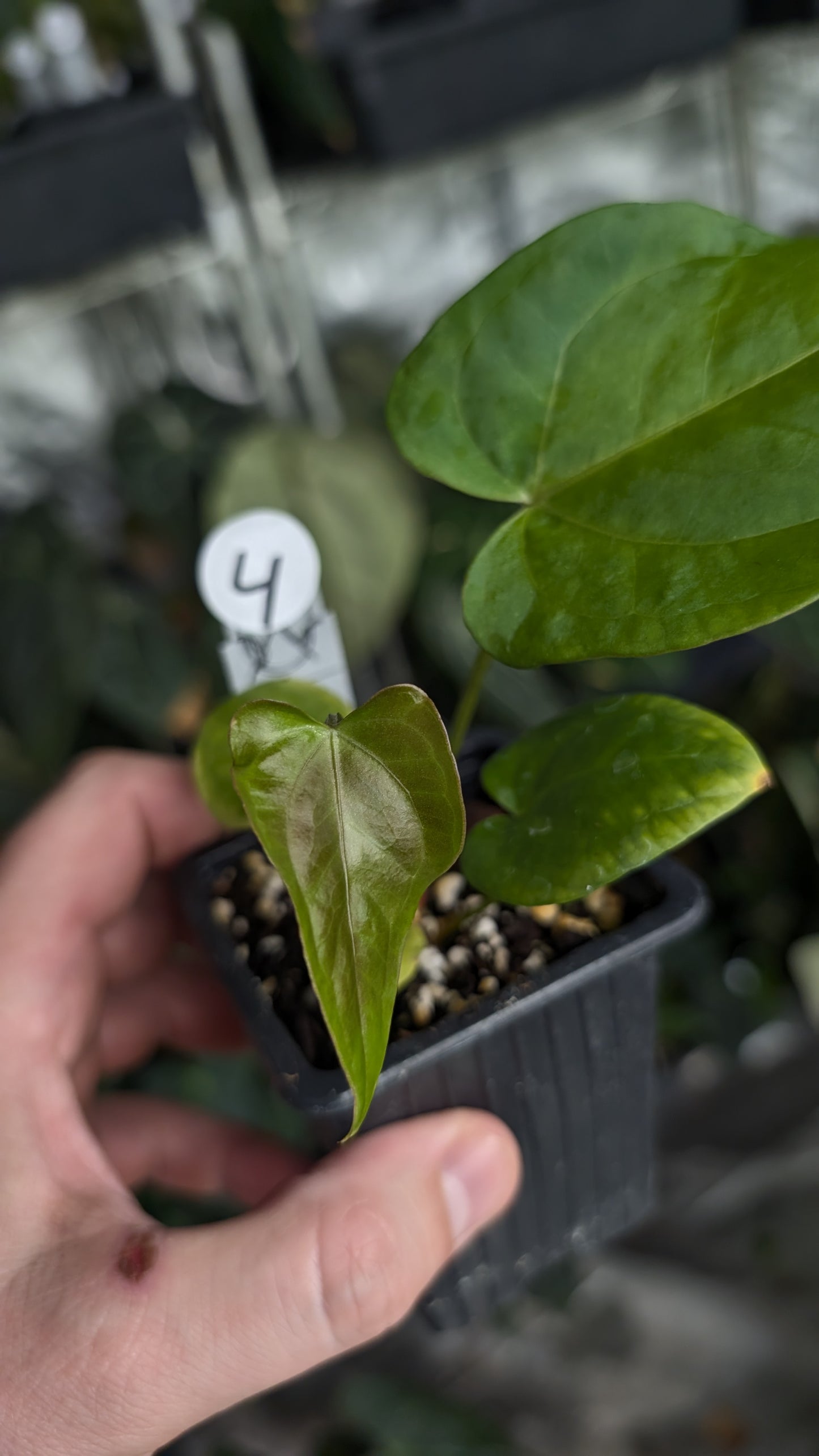 Anthurium [Carlablackiae x Dressleri Rio Guanche x Mr. Worldwide] x [Ace of Spagetii x Mr Worldwide]