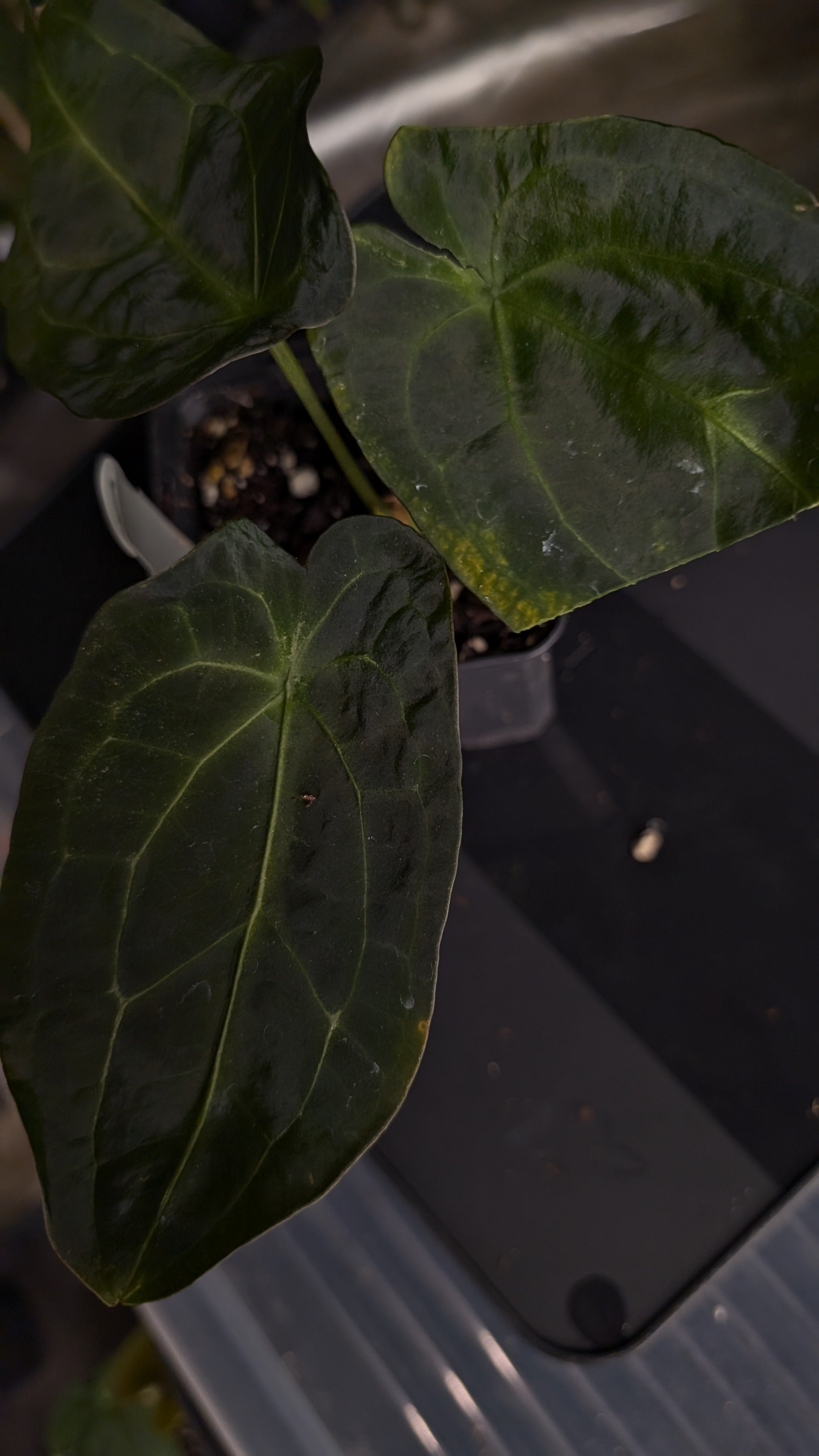 Anthurium Ace of Spagetii F2 – Curious Plants