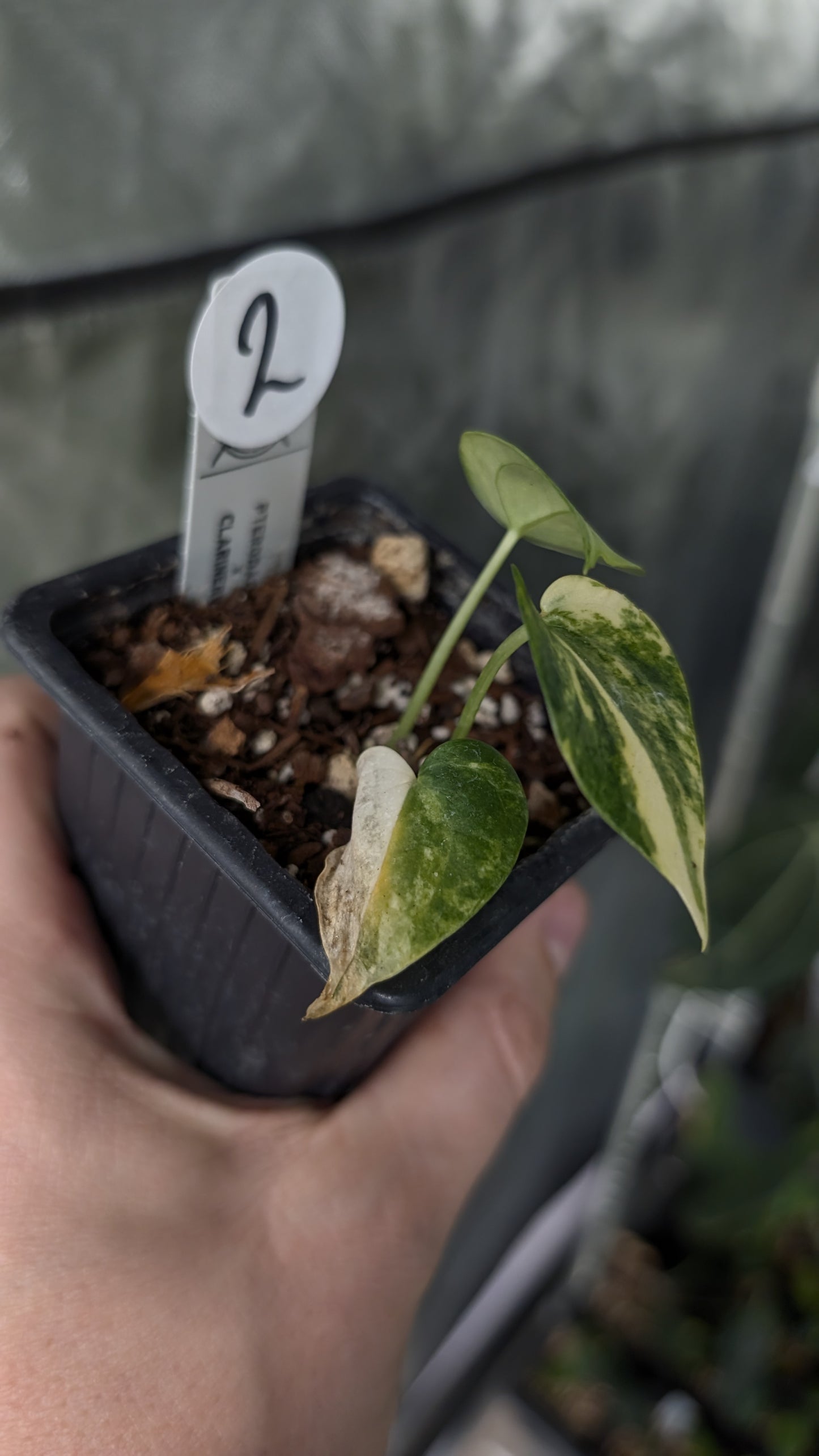 Variegated Anthurium Pterodactyl variegata x Clarinervium