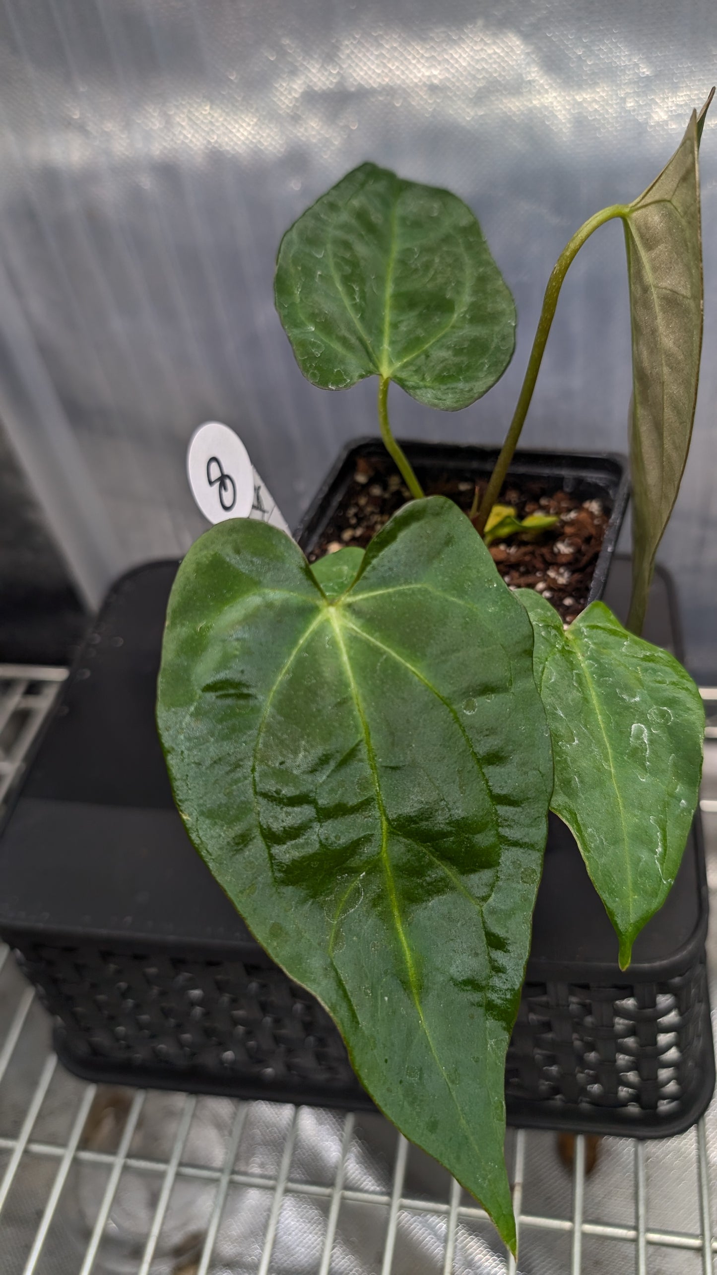Anthurium Silver Blush Mint variegated x Papillilaminum 'Daniel'