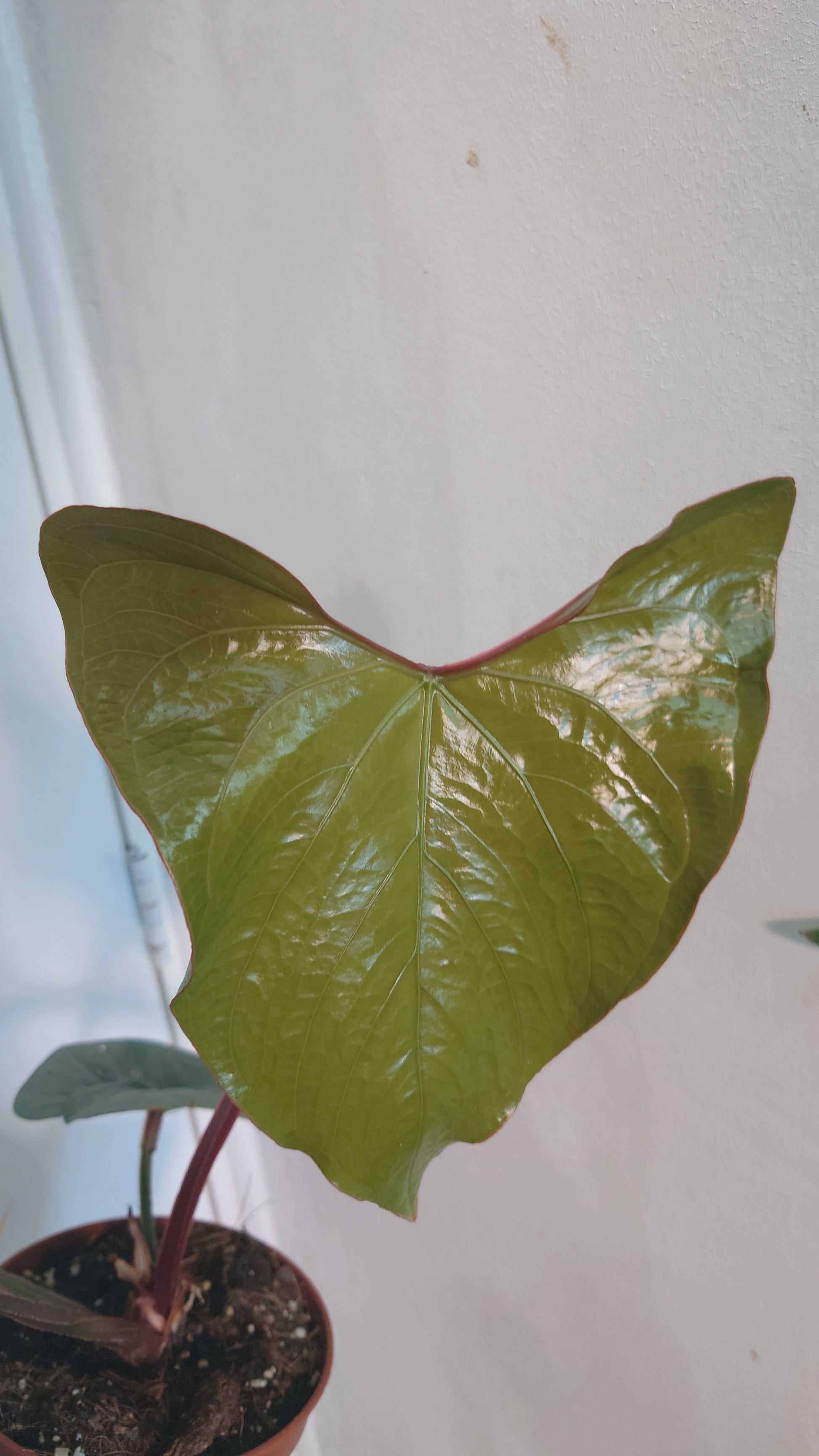 anthurium red sinus Anthurium Sp. Silver Peru Wide Sinus x Papillilaminum 'Fort Sherman' – Curious Plants