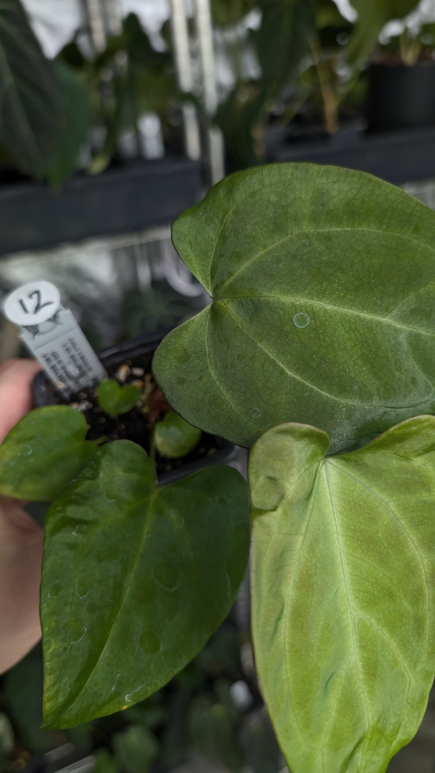 Anthurium [Carlablackiae x Dressleri Rio Guanche x Mr. Worldwide] x [Ace of Spagetii x Mr Worldwide]