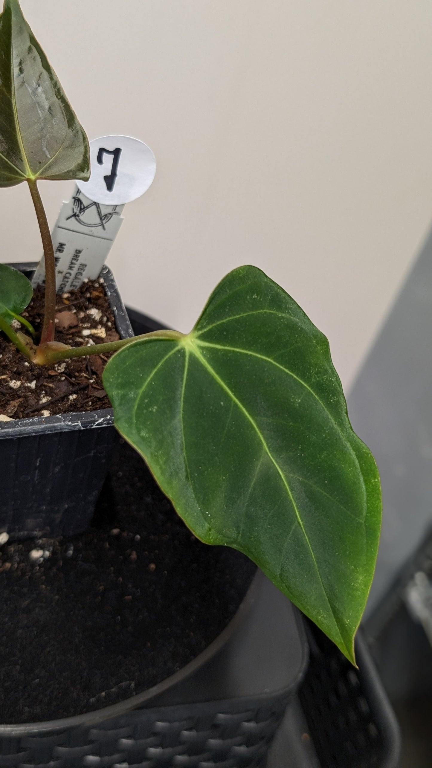 Anthurium Regale 'Dream Catcher' x Mr. Worldwide