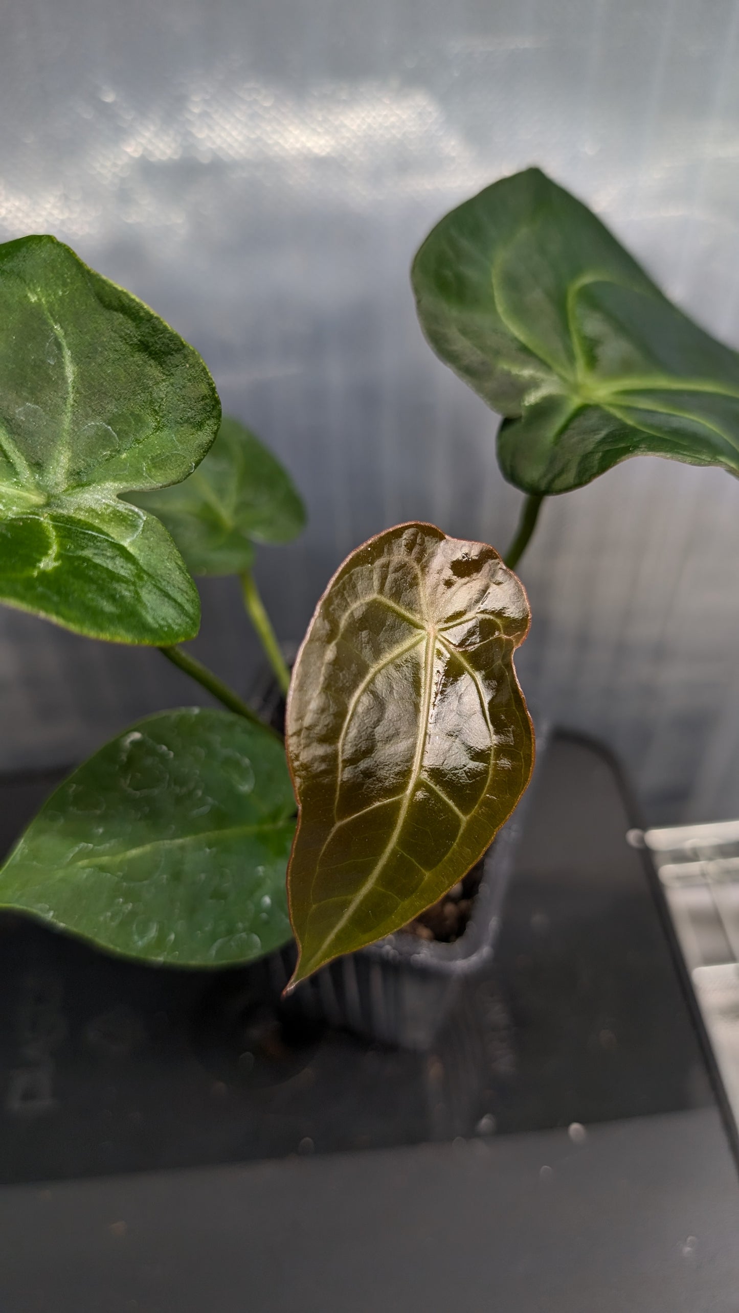 Anthurium Doc Block Zara x Michelle 'selected dark form' x Forgetii Dark