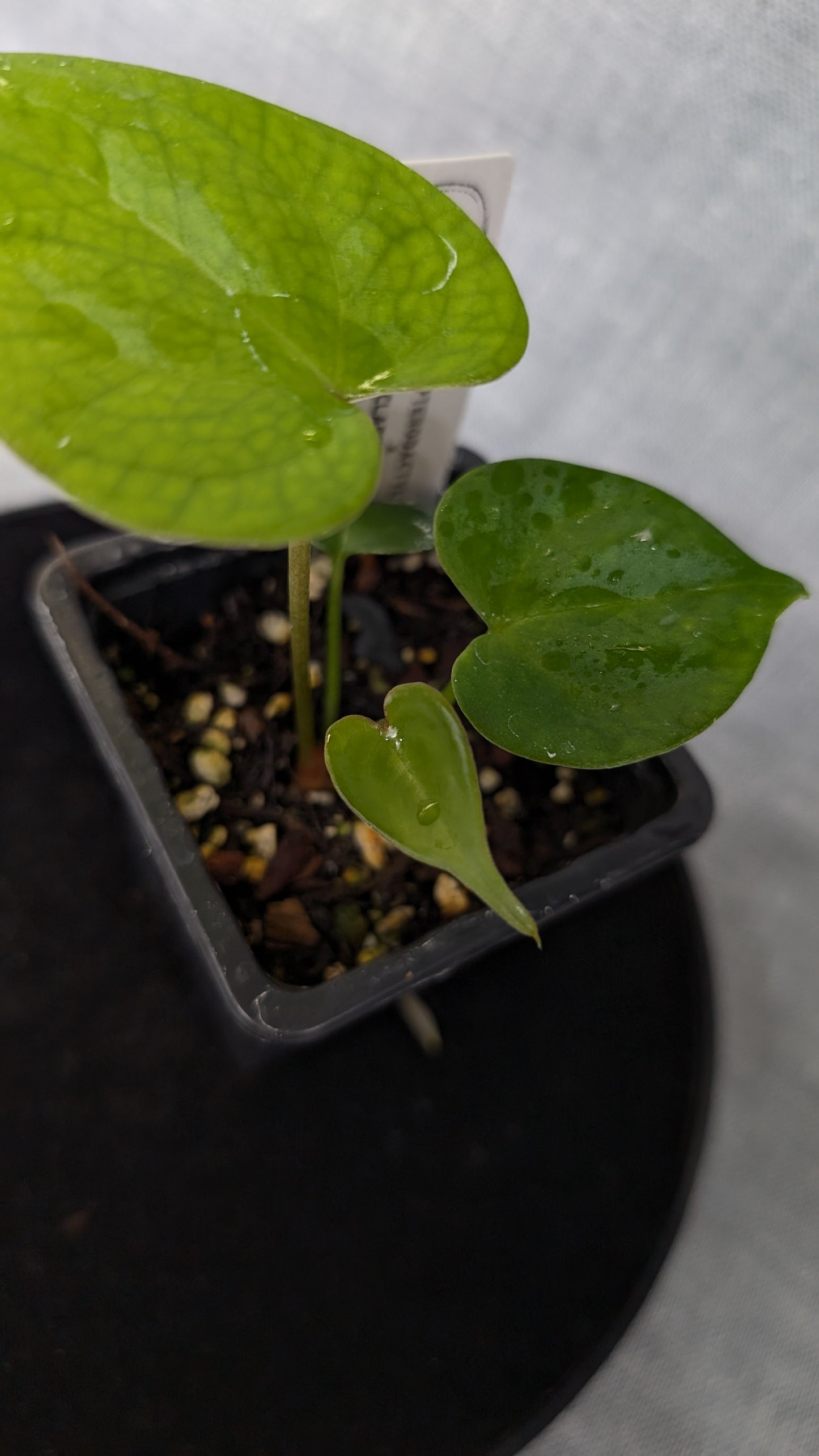 Anthurium Pterodactyl variegata x Clarinervium (or x self)