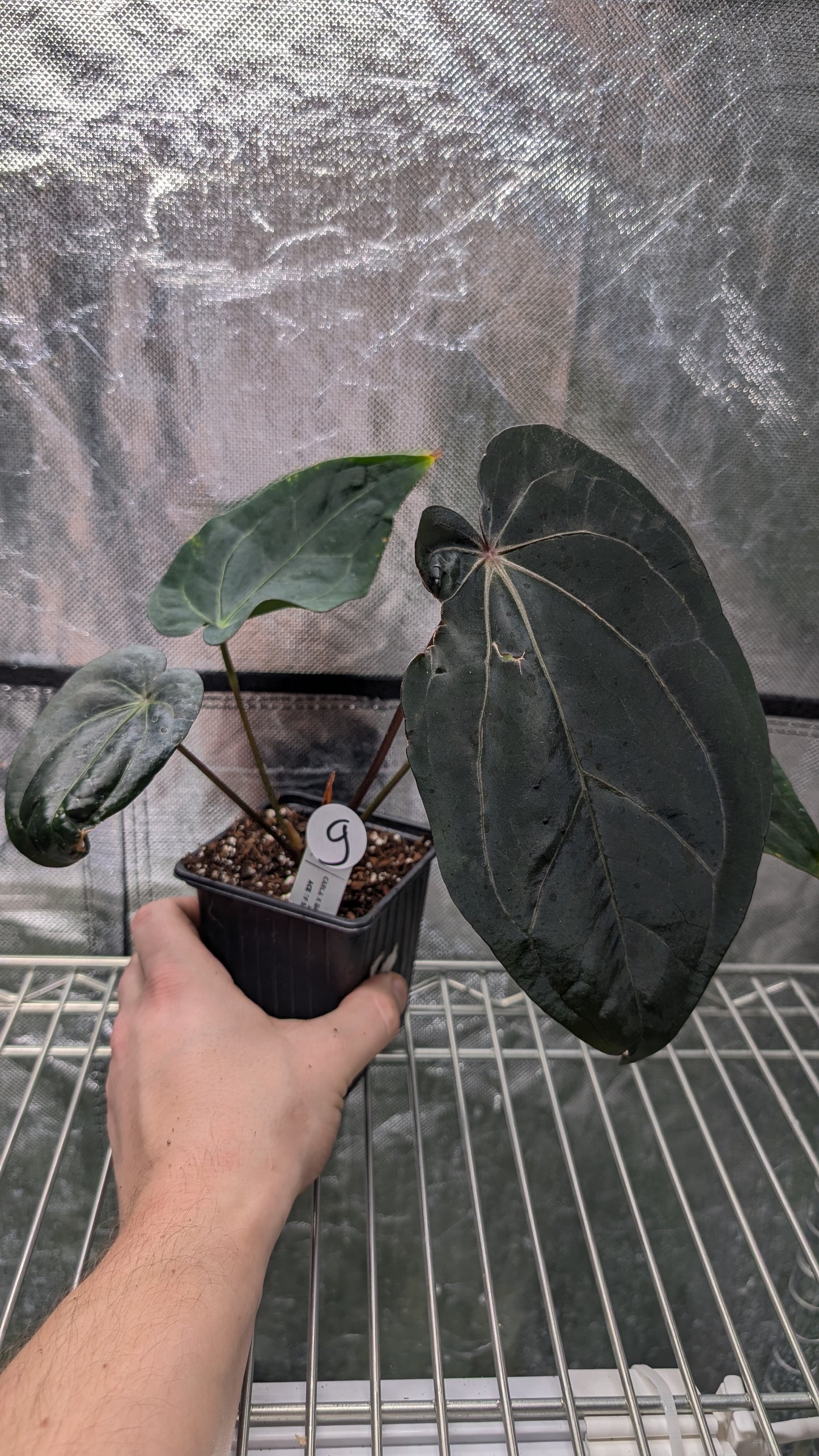 Anthurium (Carlablackiae x Dressleri Rio Guanche) X 'Ace of Spagetii'