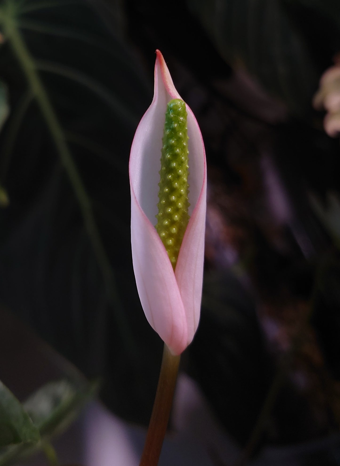 Anthurium (Carlablackiae x Dressleri Rio Guanche) X 'Ace of Spagetii' OR Diabloense