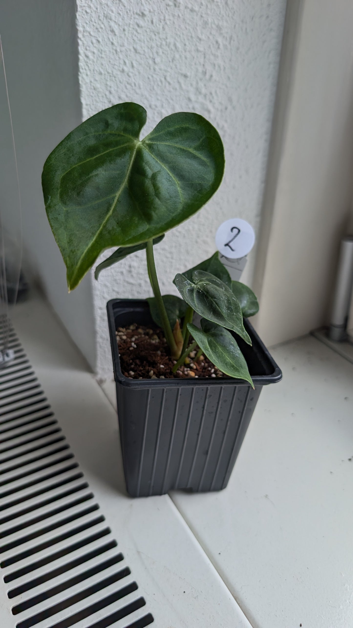 Anthurium Clarinervium x Berriozabalense x self