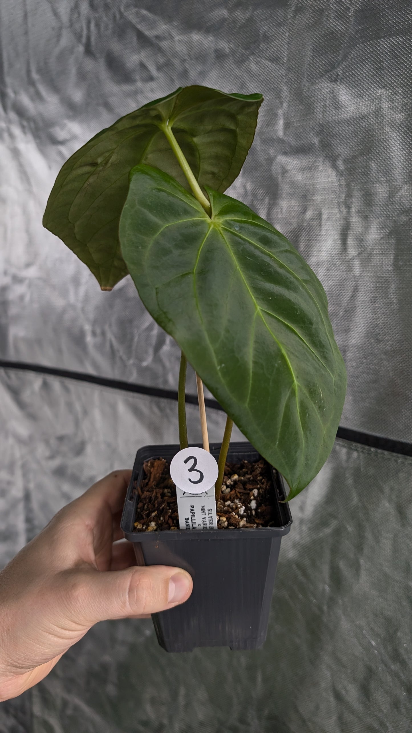 Anthurium Silver Blush Mint x Papillilaminum 'Daniel'