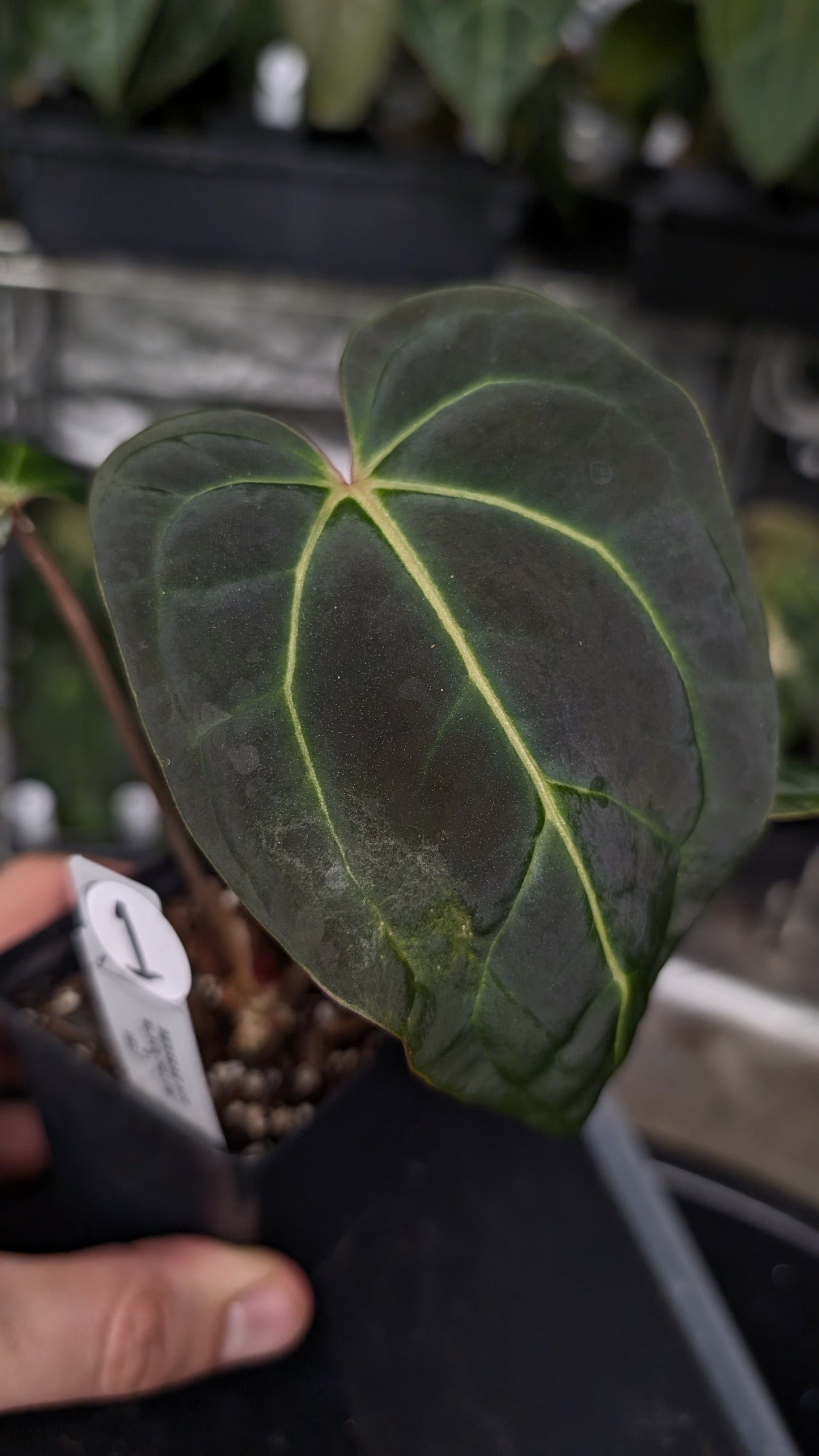 Anthurium Besseae aff. 'Black Pillow'