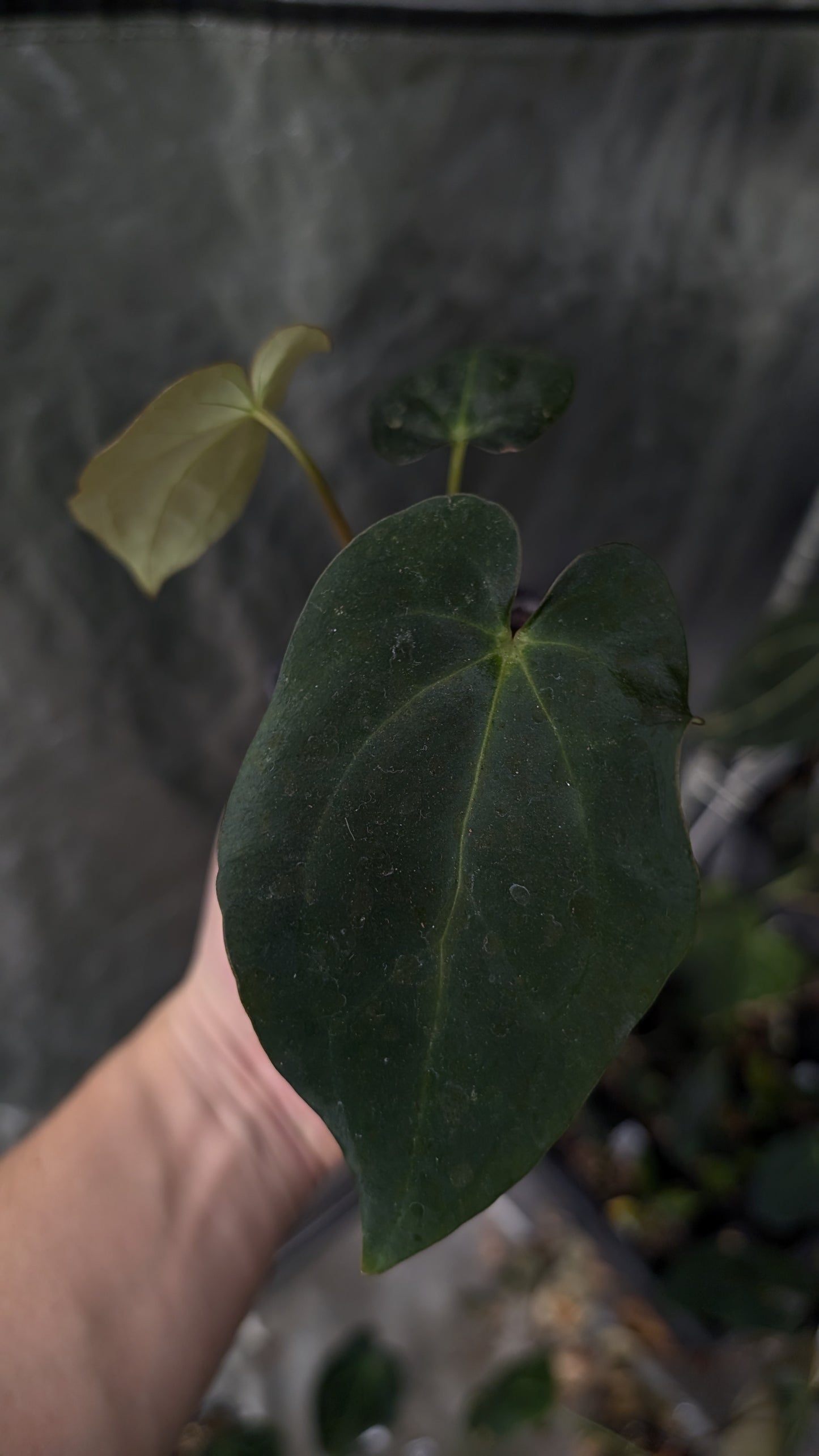 Anthurium Ace of Spagetii x BVEP 'Round x Felix'