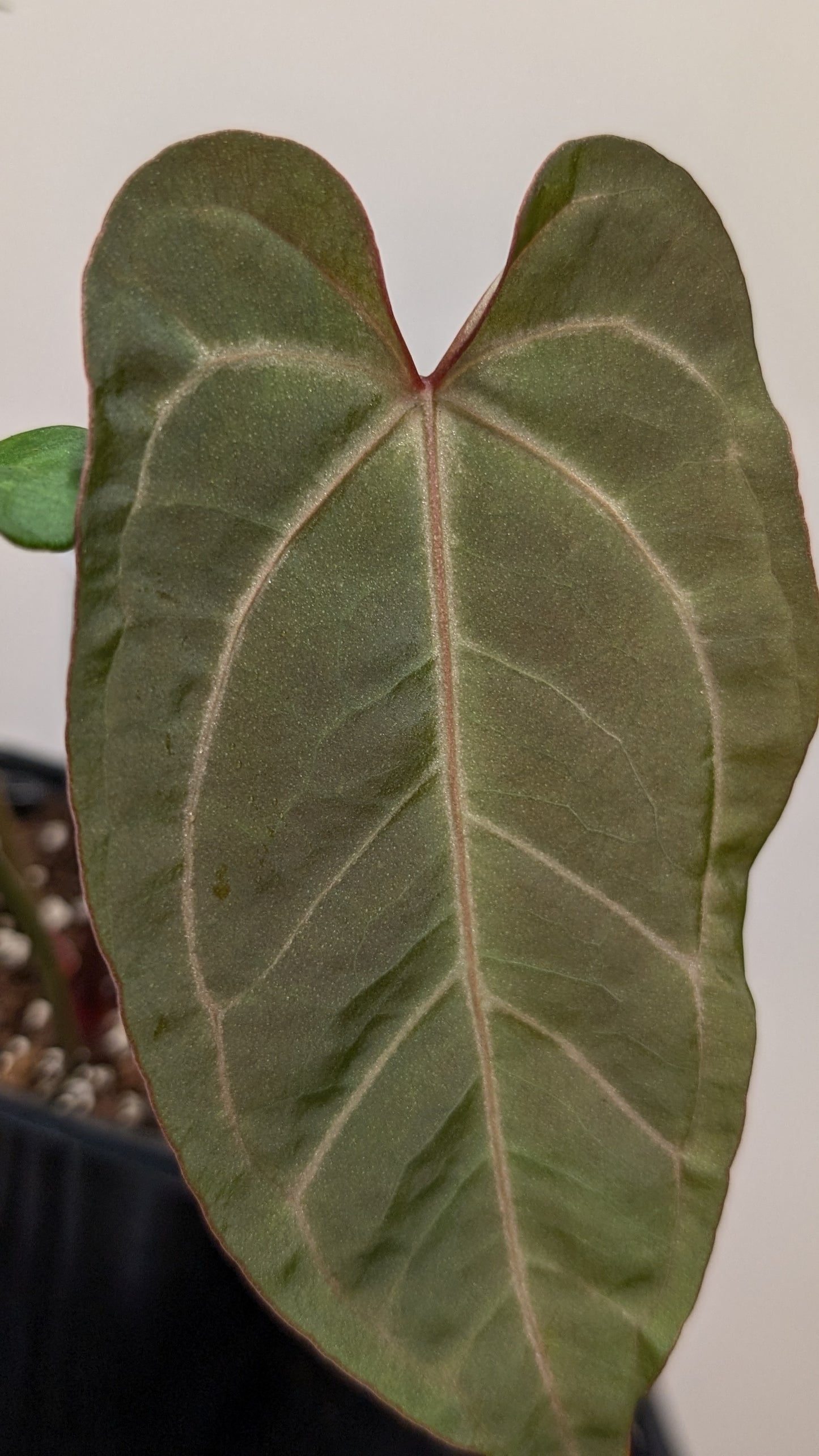 Anthurium Doc Block F1 x Mr Worldwide
