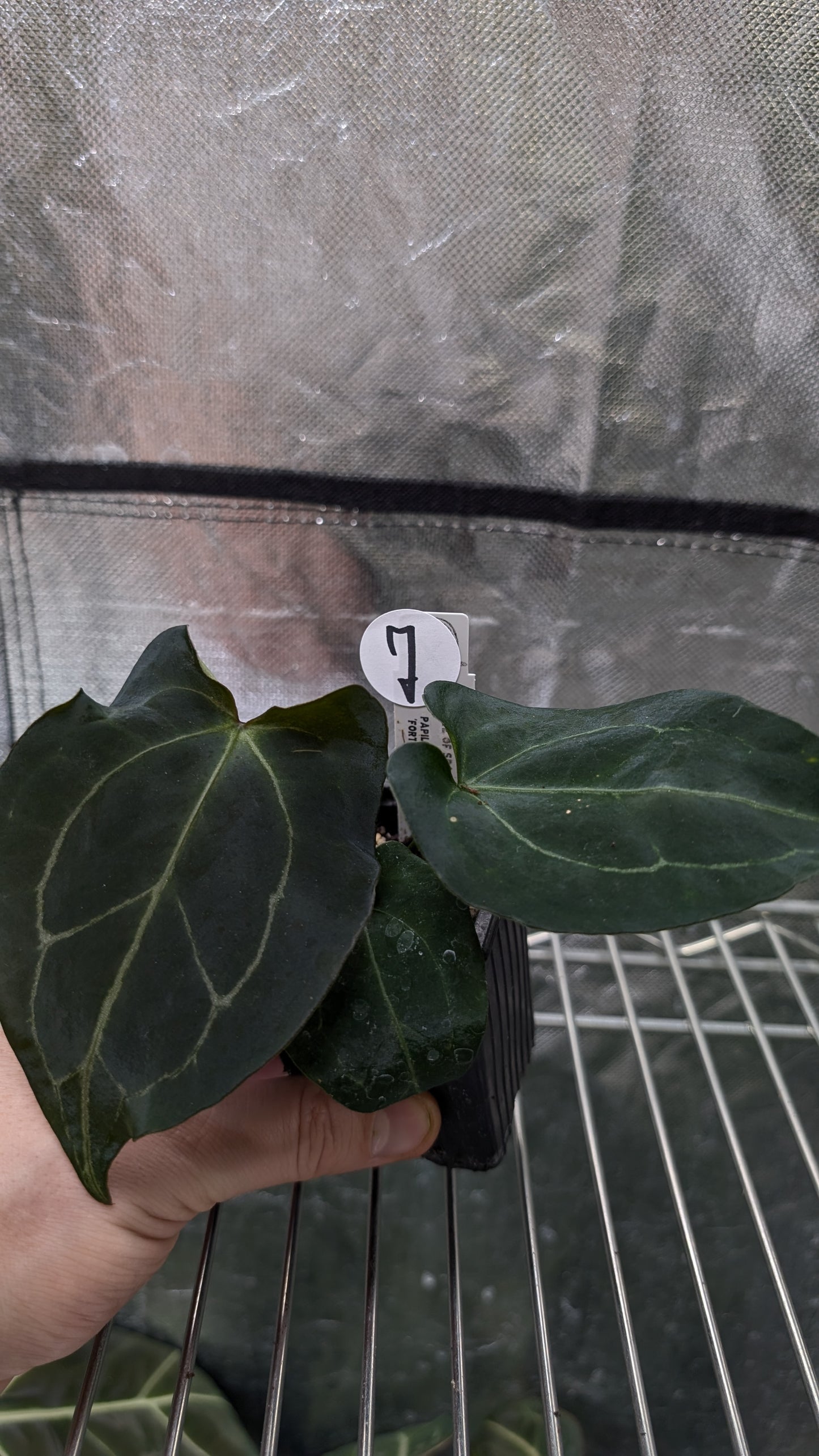 Anthurium Ace of Spagetii x Papillilaminum 'Fort Sherman'