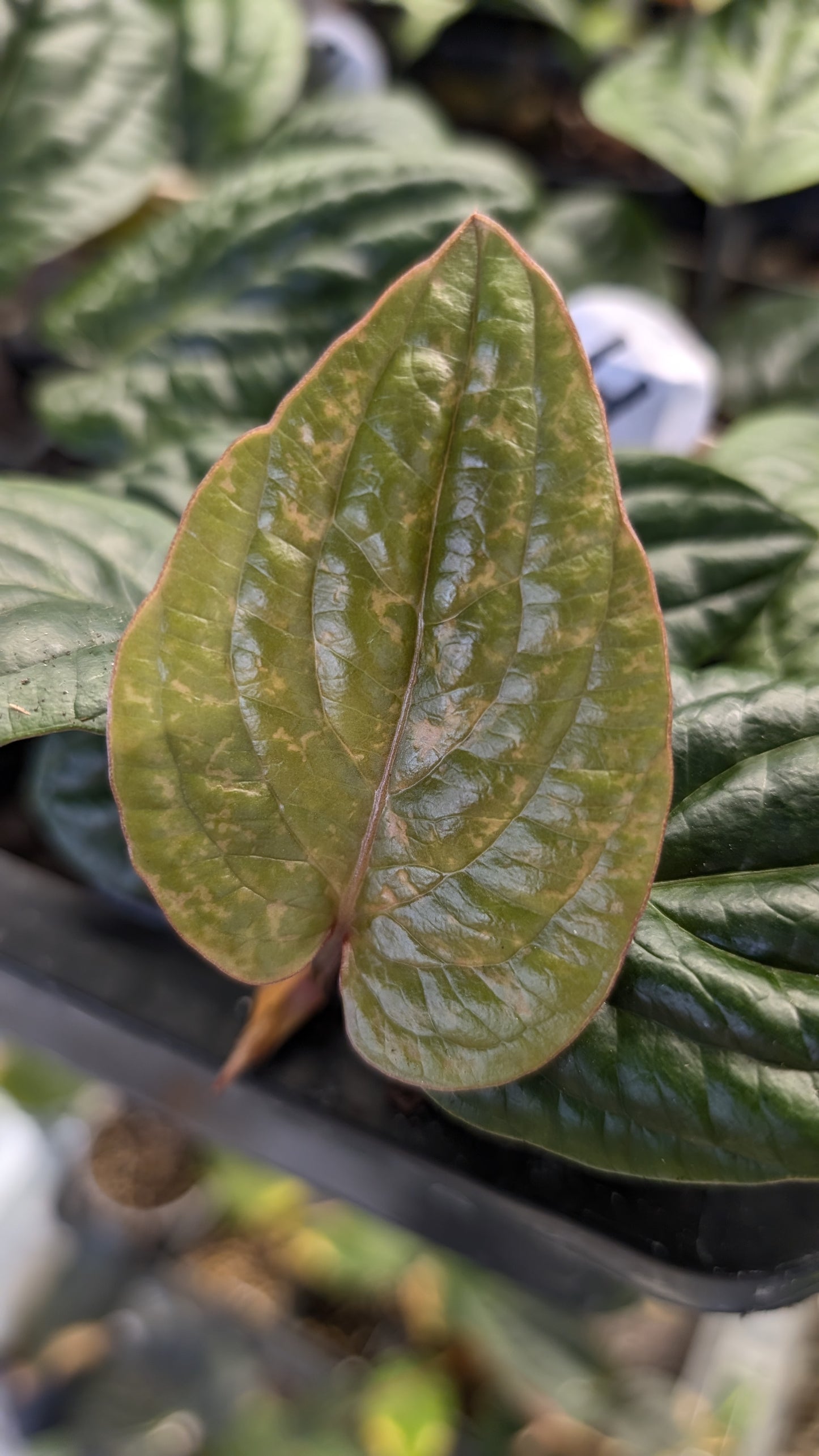 Anthurium Radicans clone