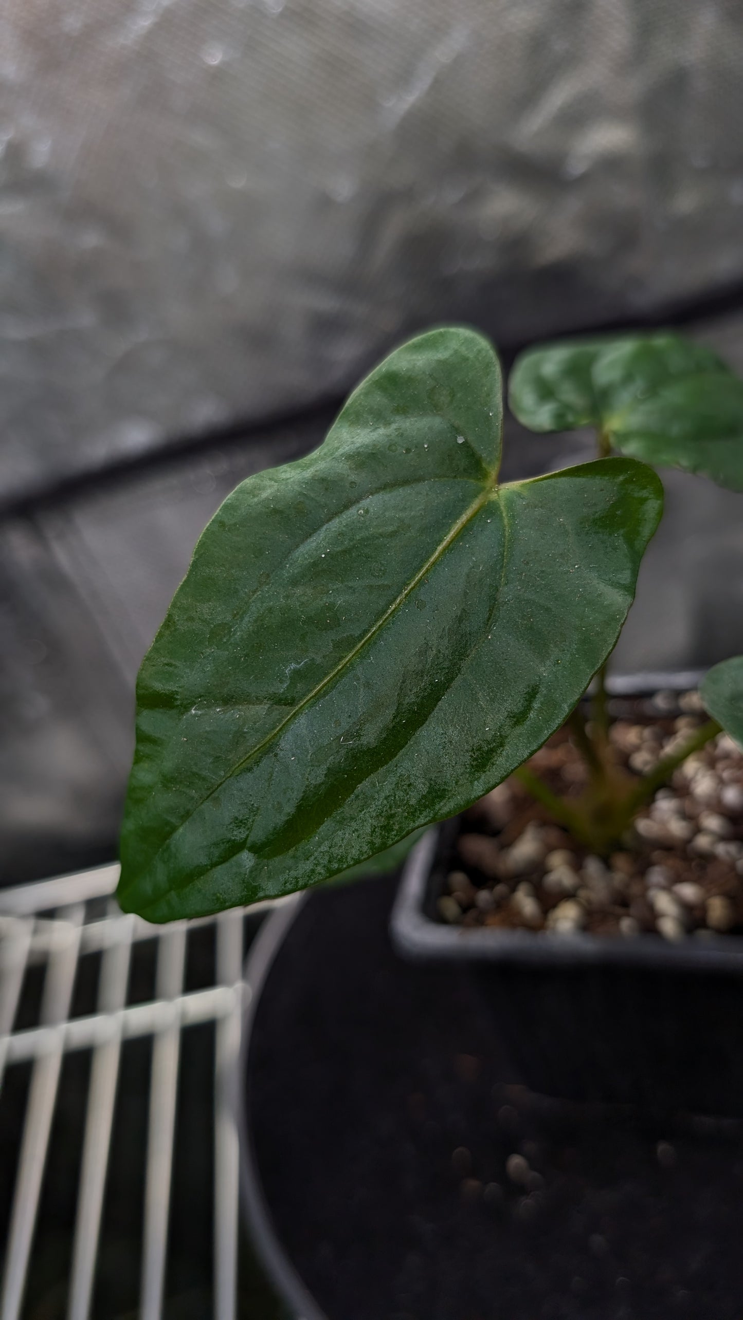 Anthurium Papillilaminum 'Fort Sherman'
