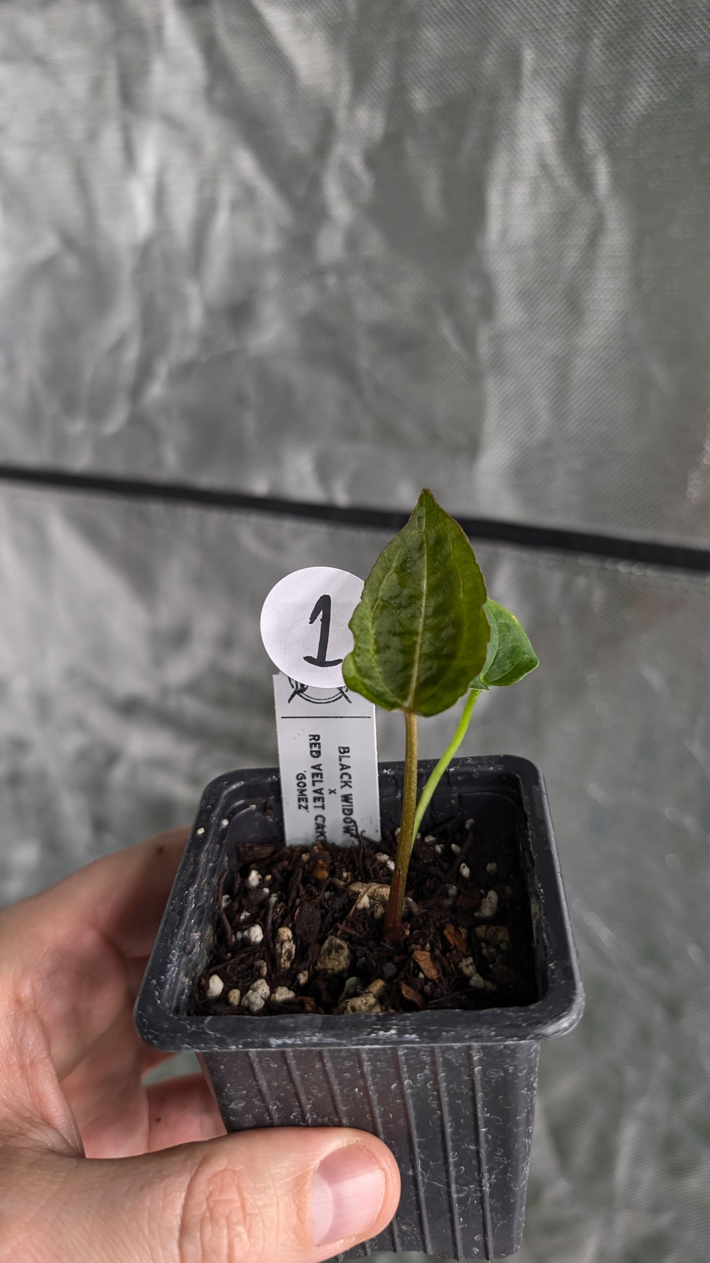 Anthurium Black Widow 43 x Red Velvet Cake 24 'Gomez' Clone