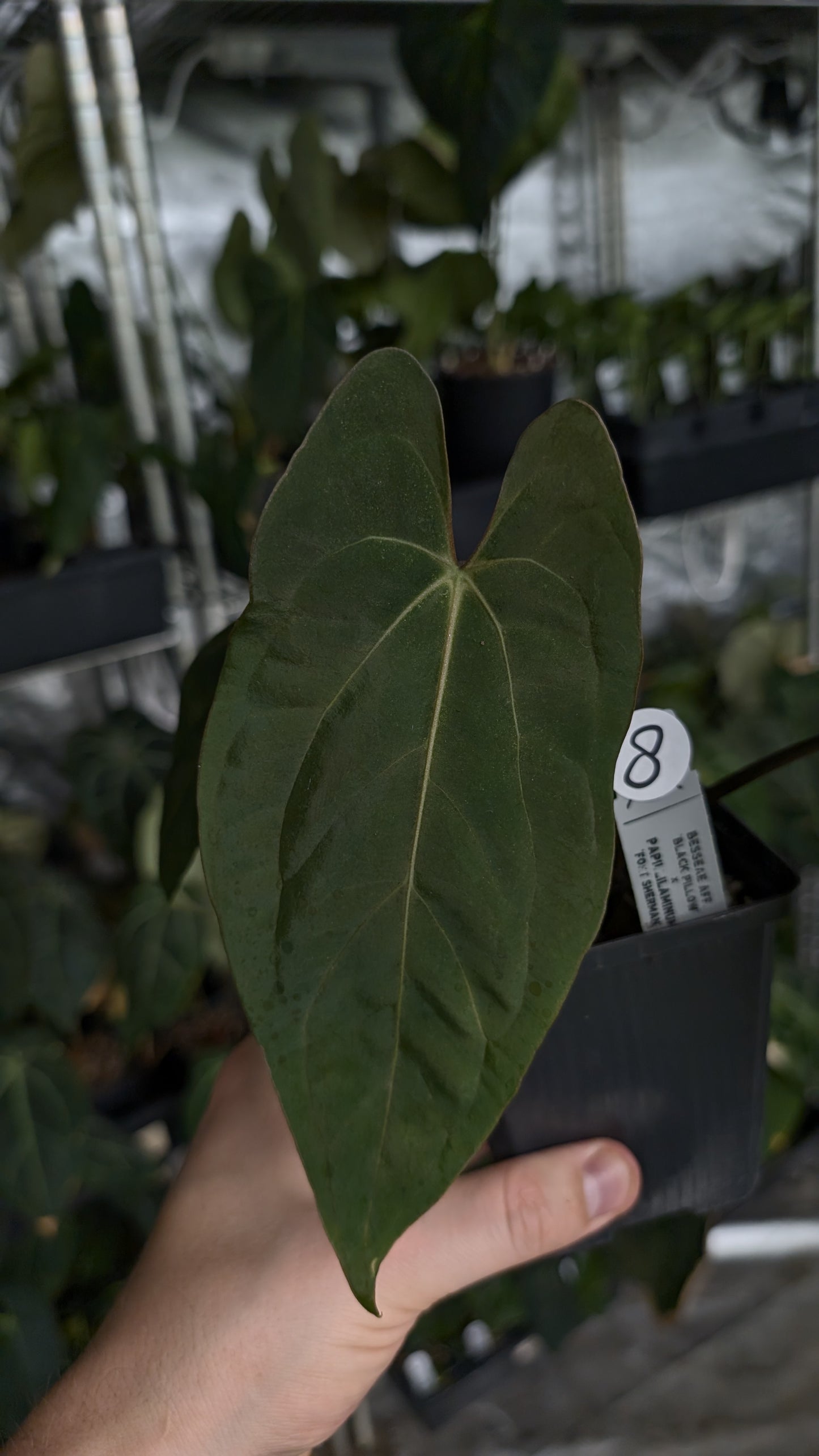 Anthurium Besseae aff 'Black Pillow' x Papillilaminum 'Fort Sherman'