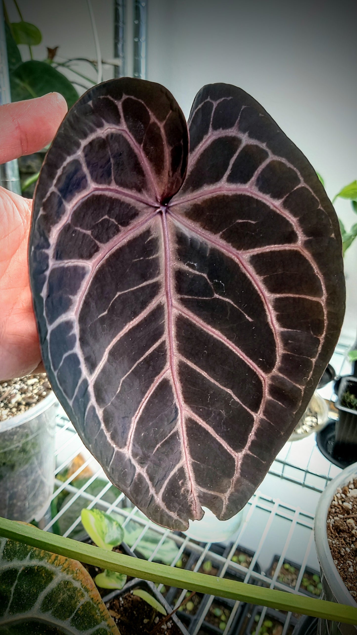 Anthurium Doc Block 'Zara'x'Michelle' Selected Dark x Papillilaminum 'Fort Sherman', Bigger Select plants