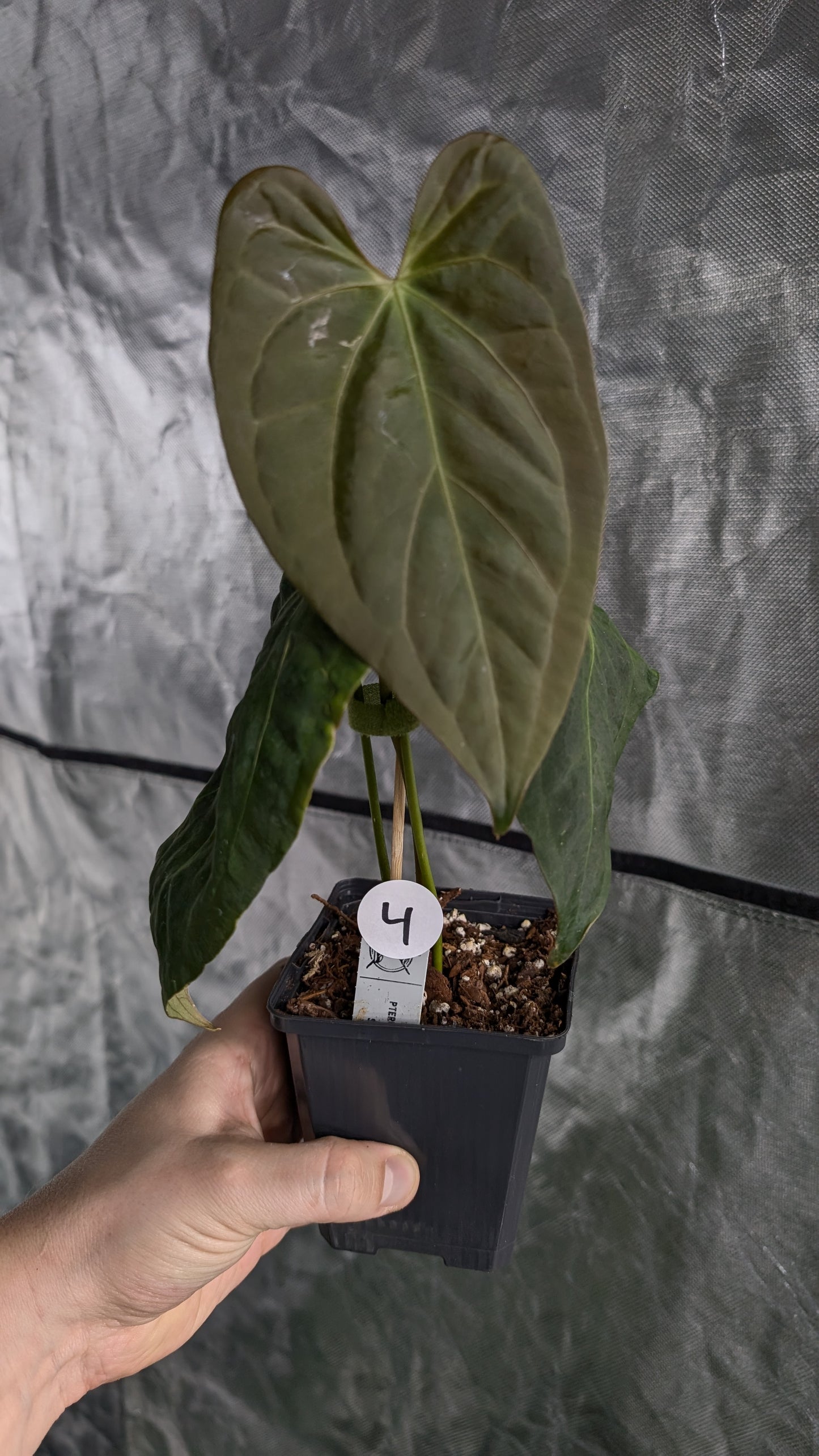 Anthurium Silver Blush Mint x Papillilaminum 'Daniel'