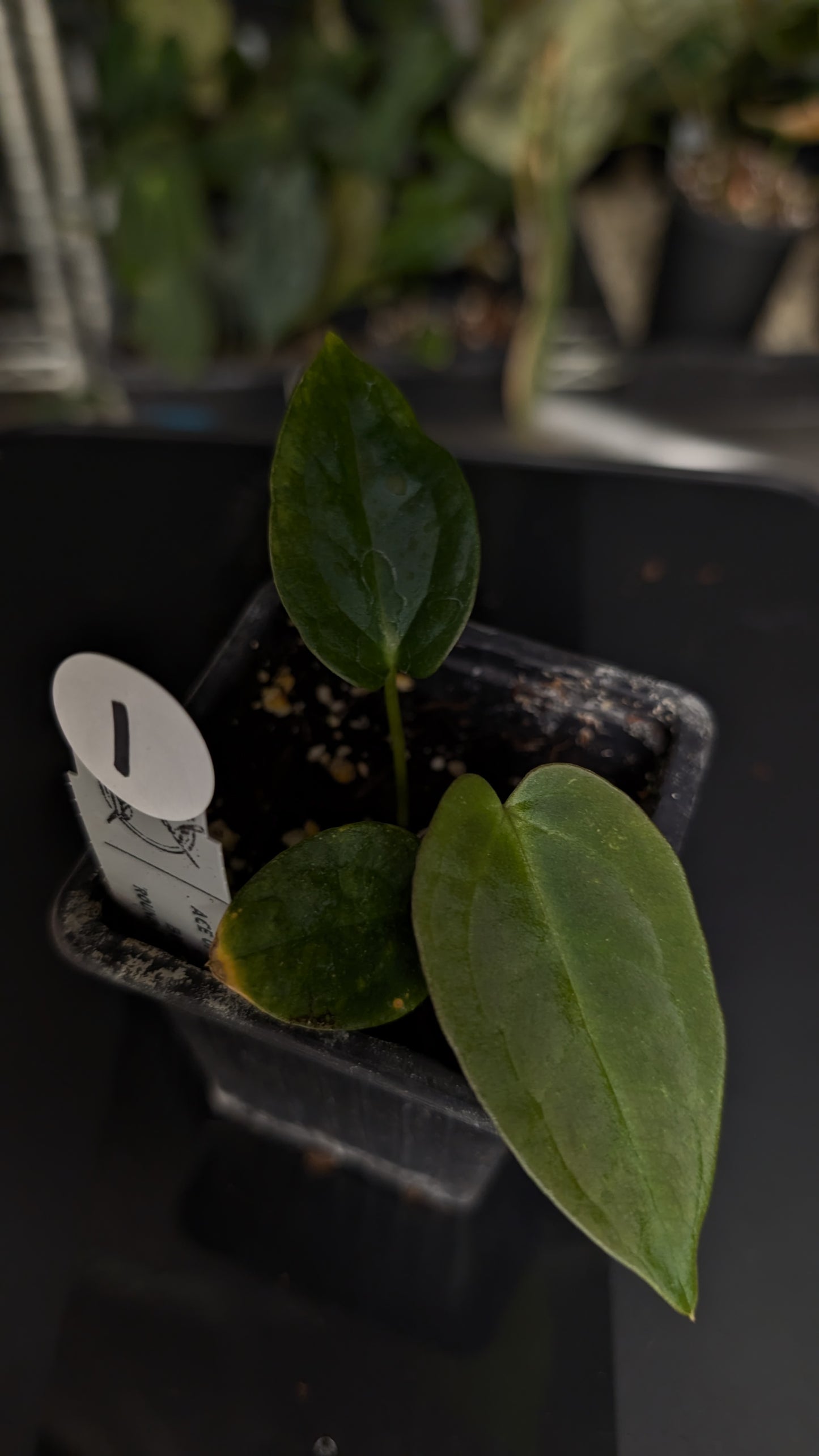 Anthurium Ace of Spagetii x BVEP 'Round x Felix'