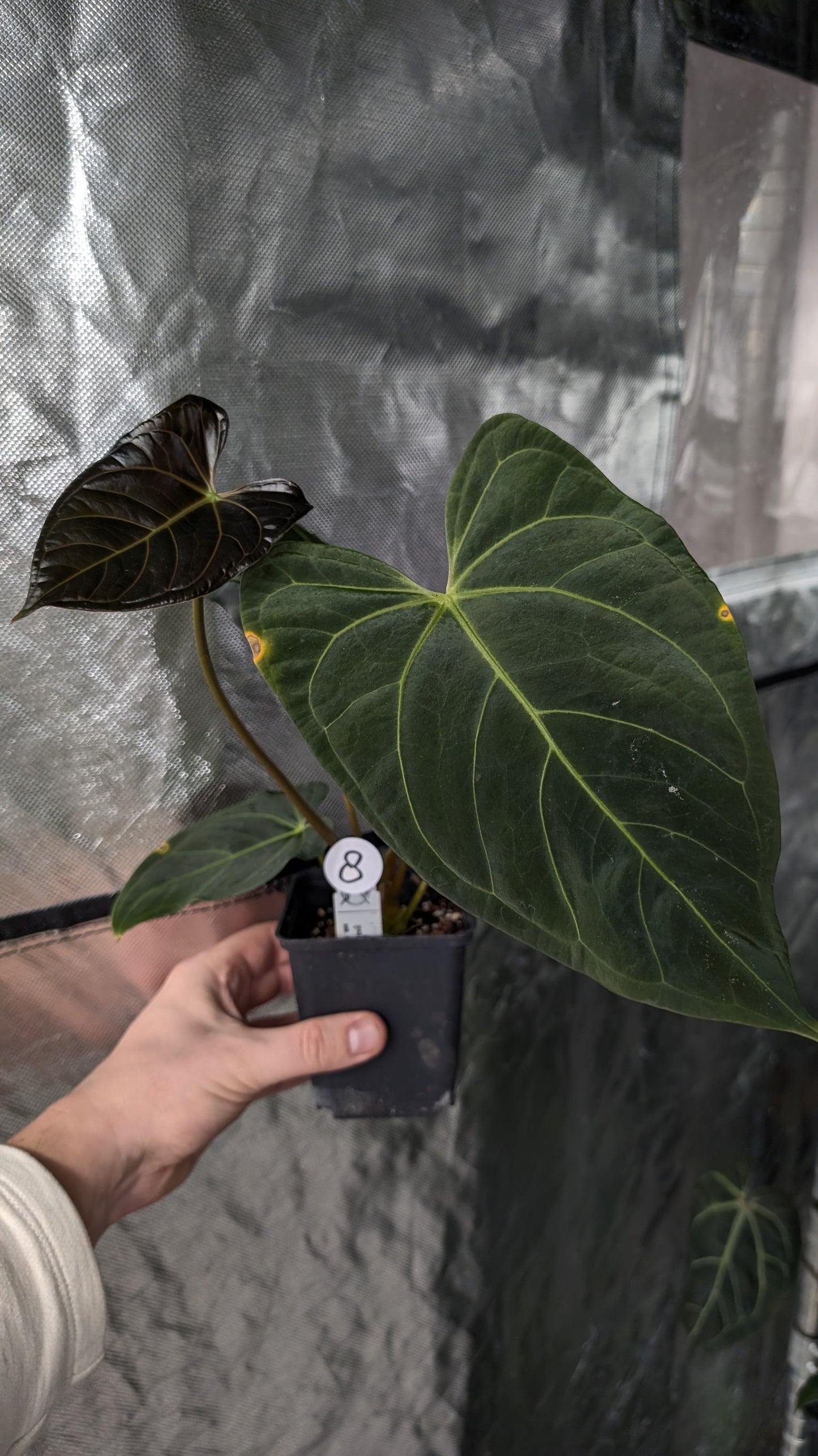 Anthurium Regale 'Dream Catcher' x Mr. Worldwide
