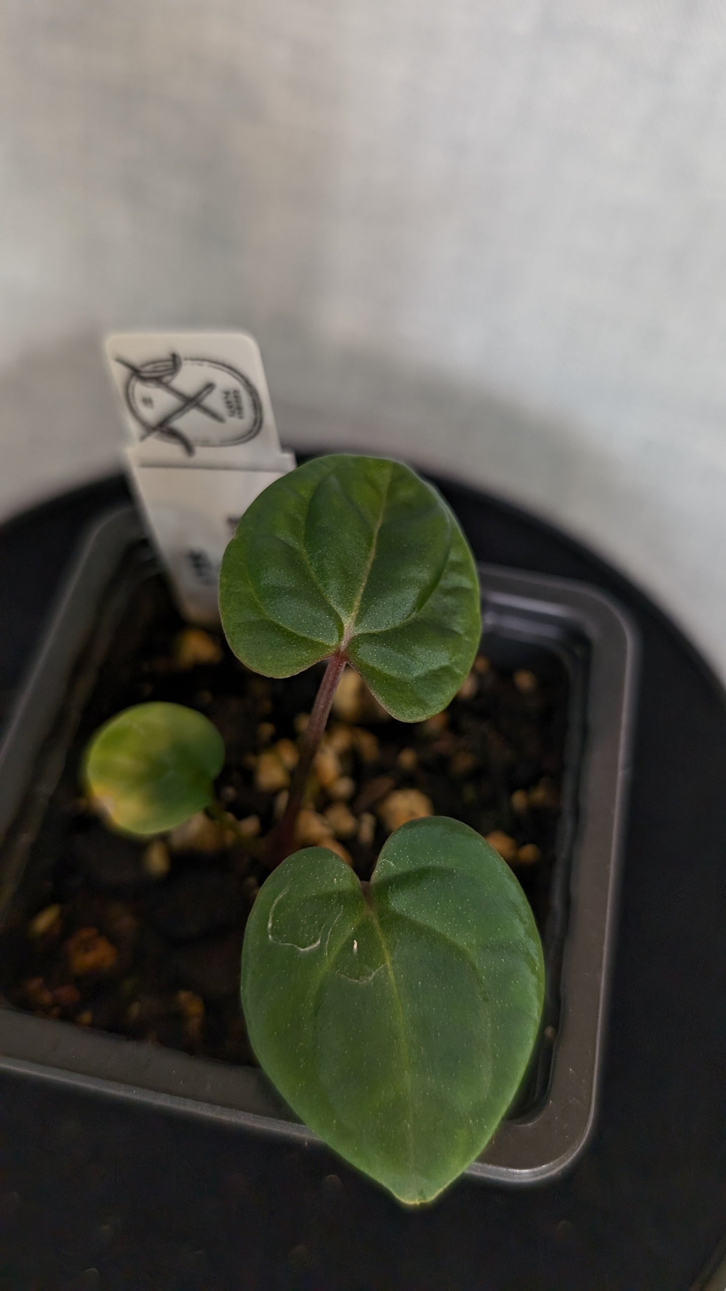 Anthurium Besseae aff. 'Black Pillow'