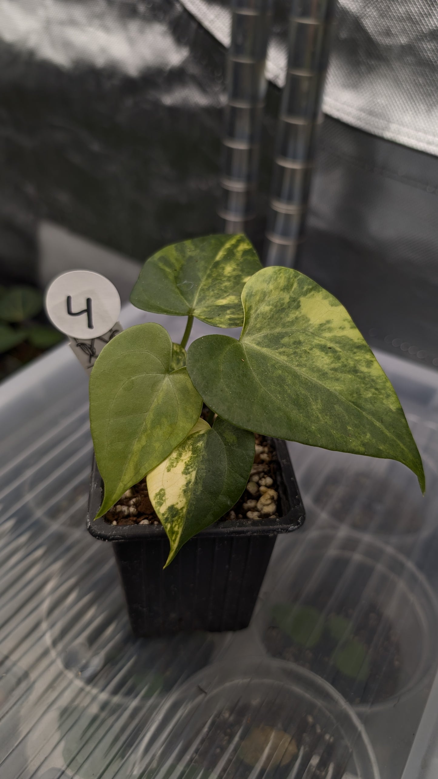 *Variegated* Anthurium Pterodactyl variegata x Clarinervium (or x self)