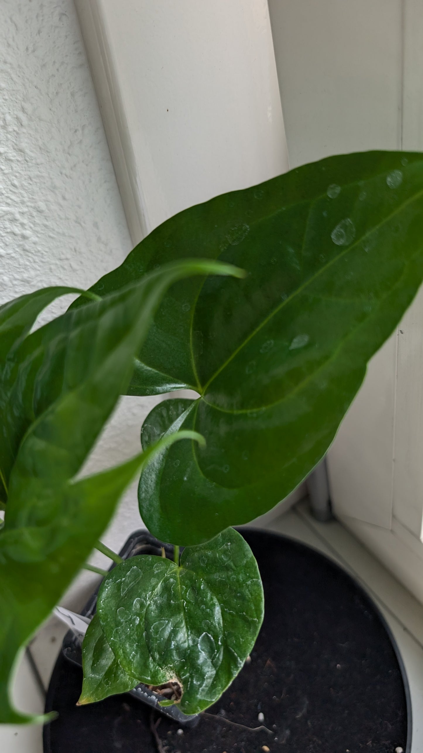 Anthurium Pterodactyl x self