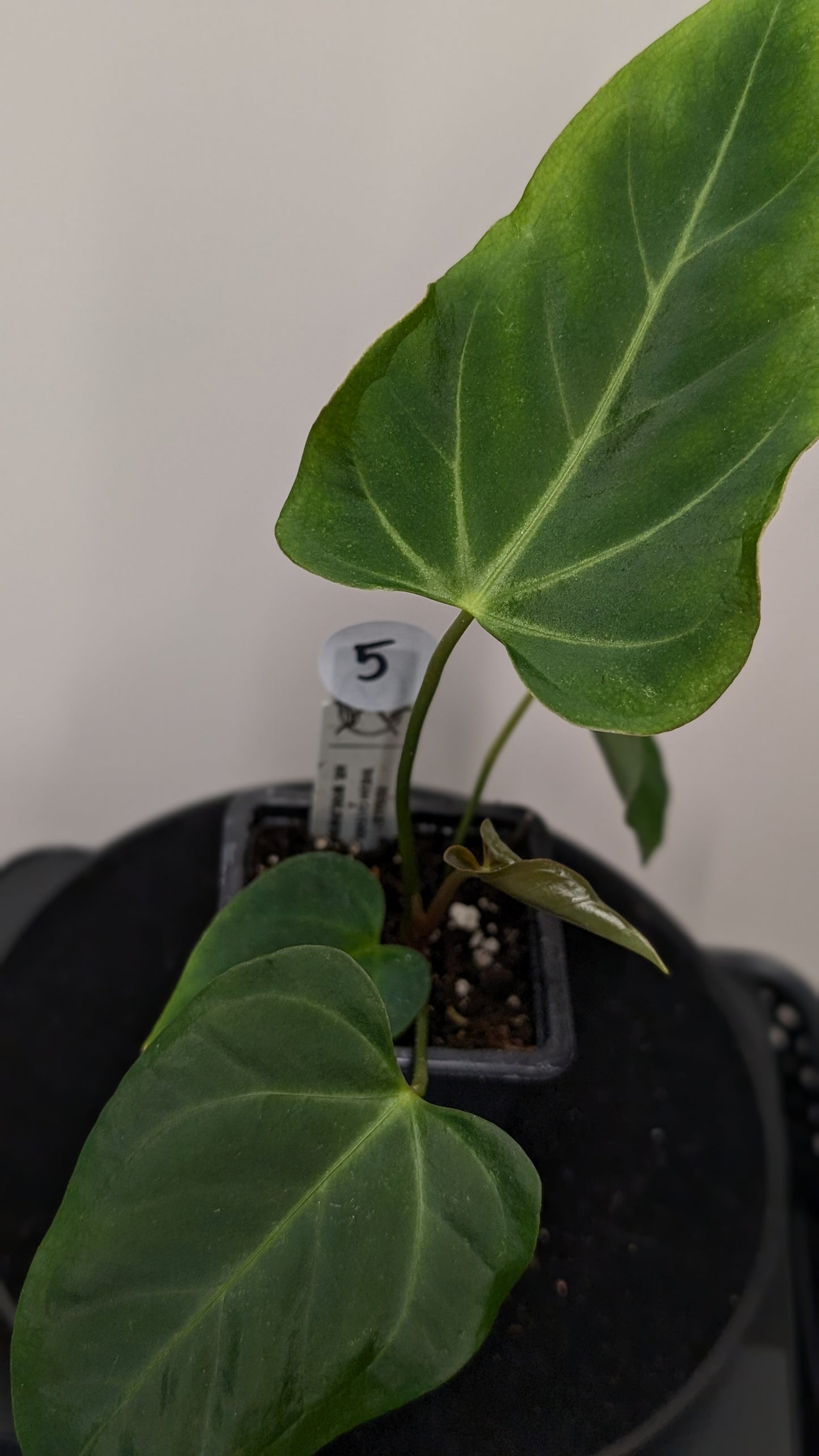 Anthurium Regale 'Dream Catcher' x Mr. Worldwide