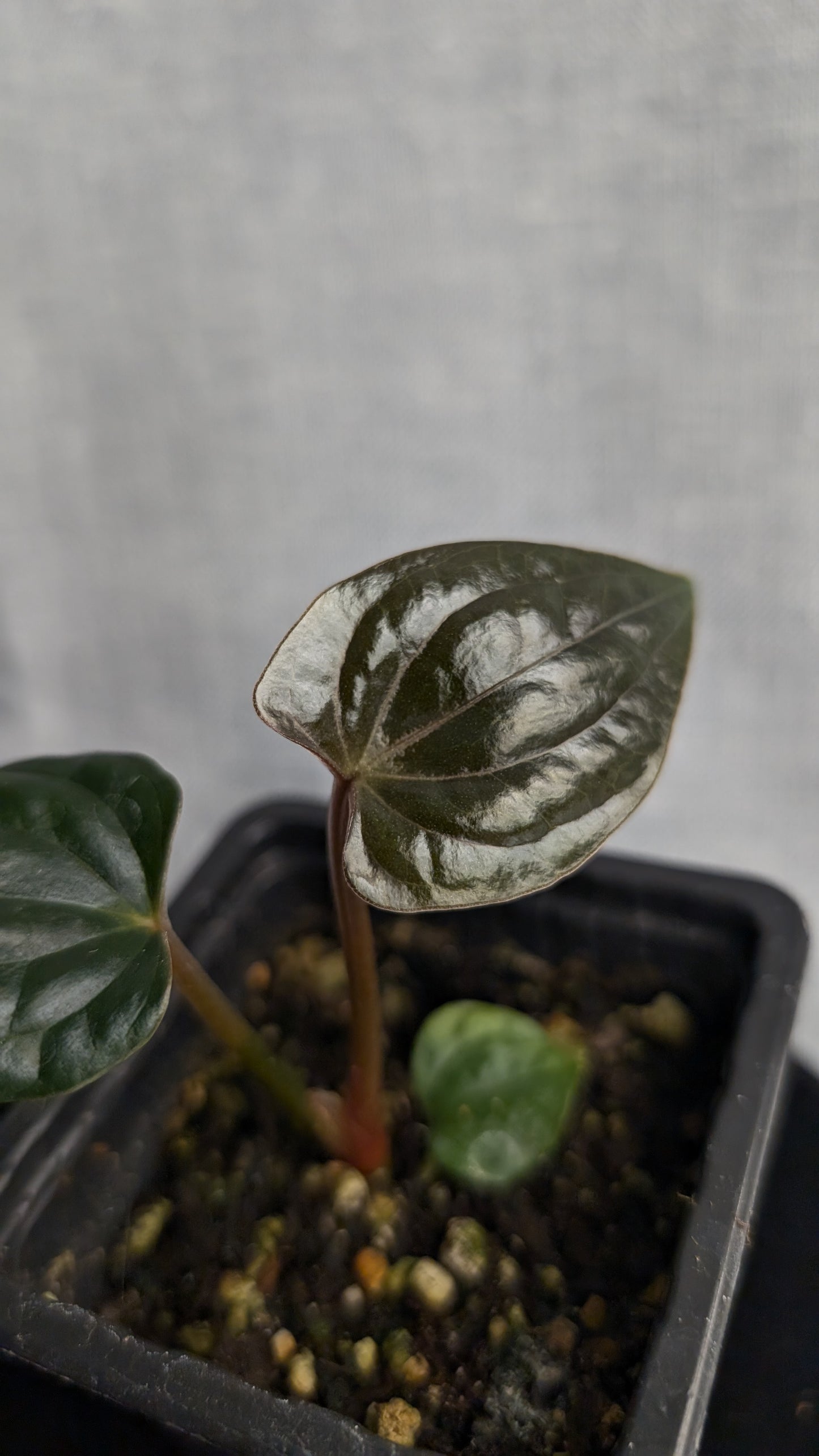 Anthurium Luxurians x Papillilaminum 'Fort Sherman'