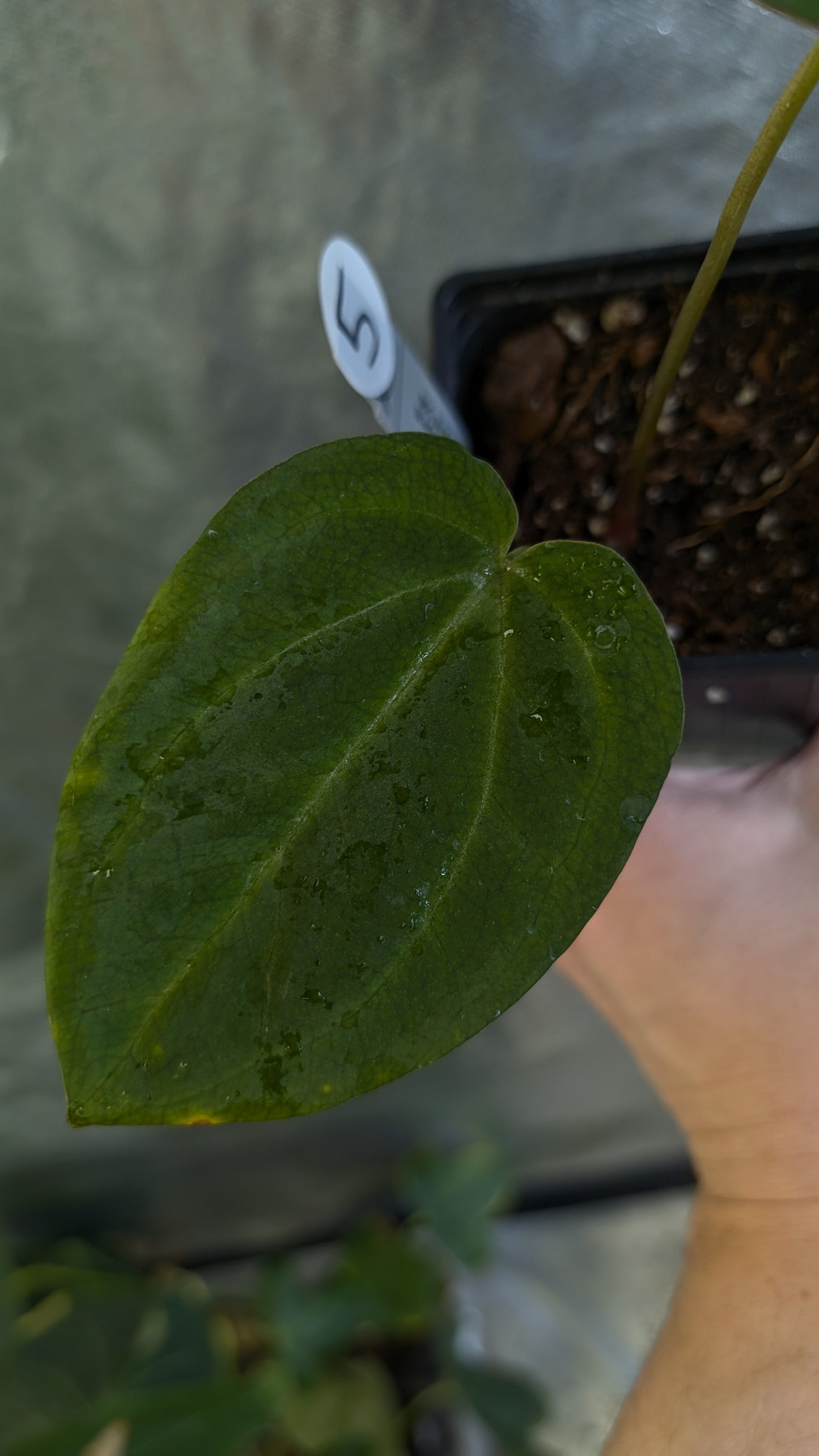 Anthurium Black Widow 13 x 43 clone