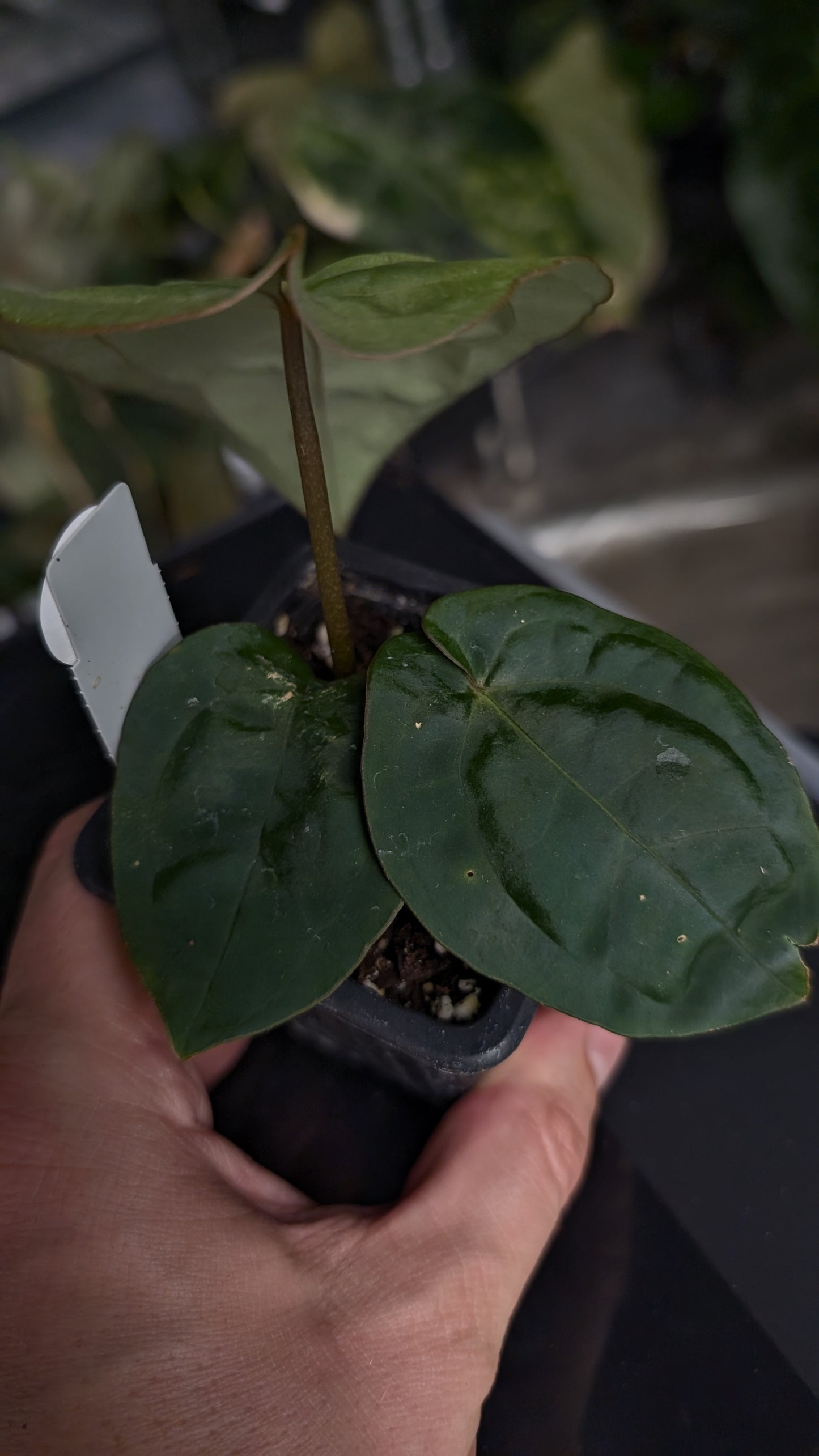 Anthurium [Besseae aff. x Forgetii dark] x BVEP Round x Felix