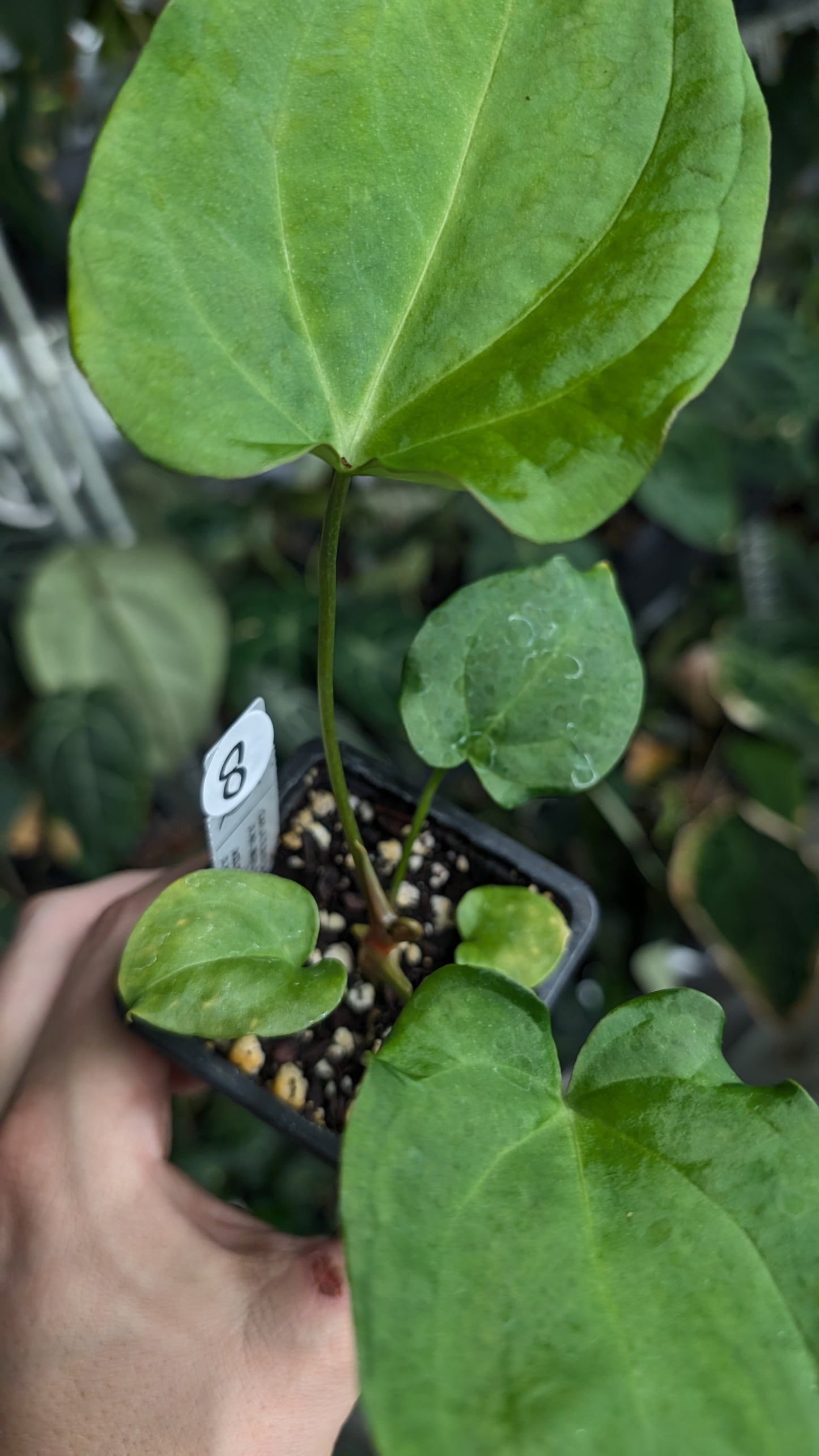 Anthurium [Carlablackiae x Dressleri Rio Guanche x Mr. Worldwide] x [Ace of Spagetii x Mr Worldwide]