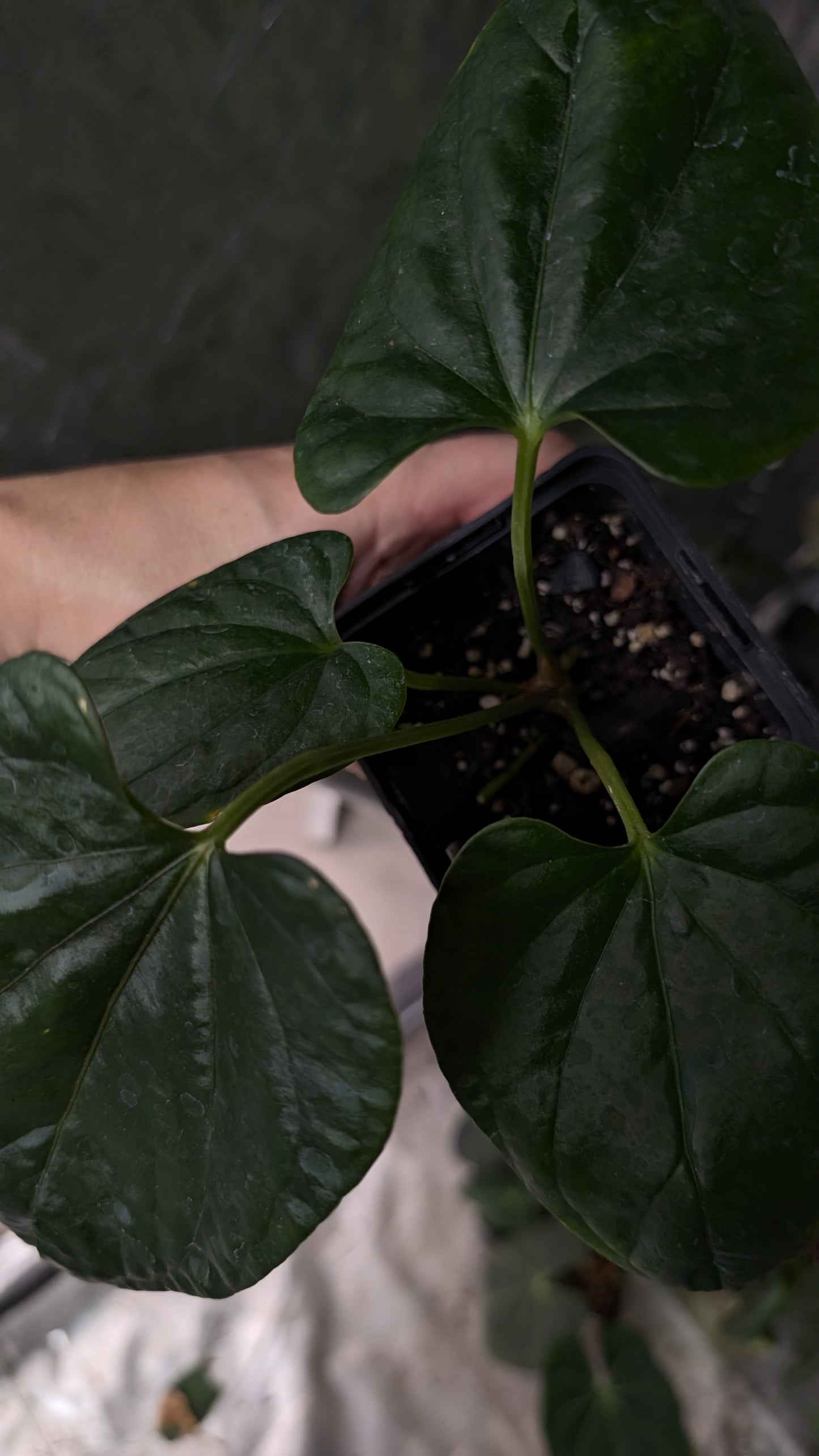 Anthurium Mr Worldwide x Debile (also sometimes called Debilis)