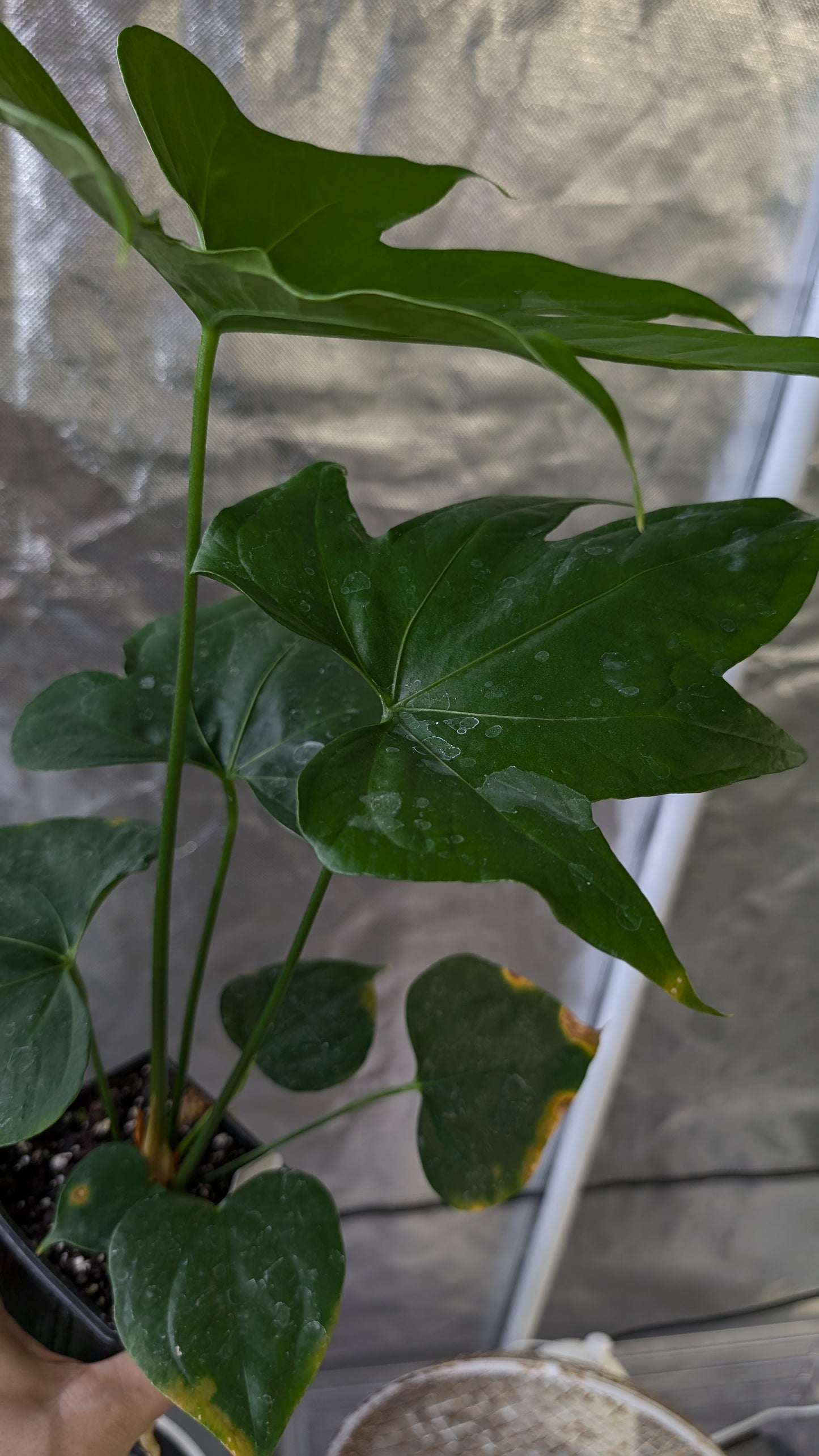 Anthurium Pterodactyl x self