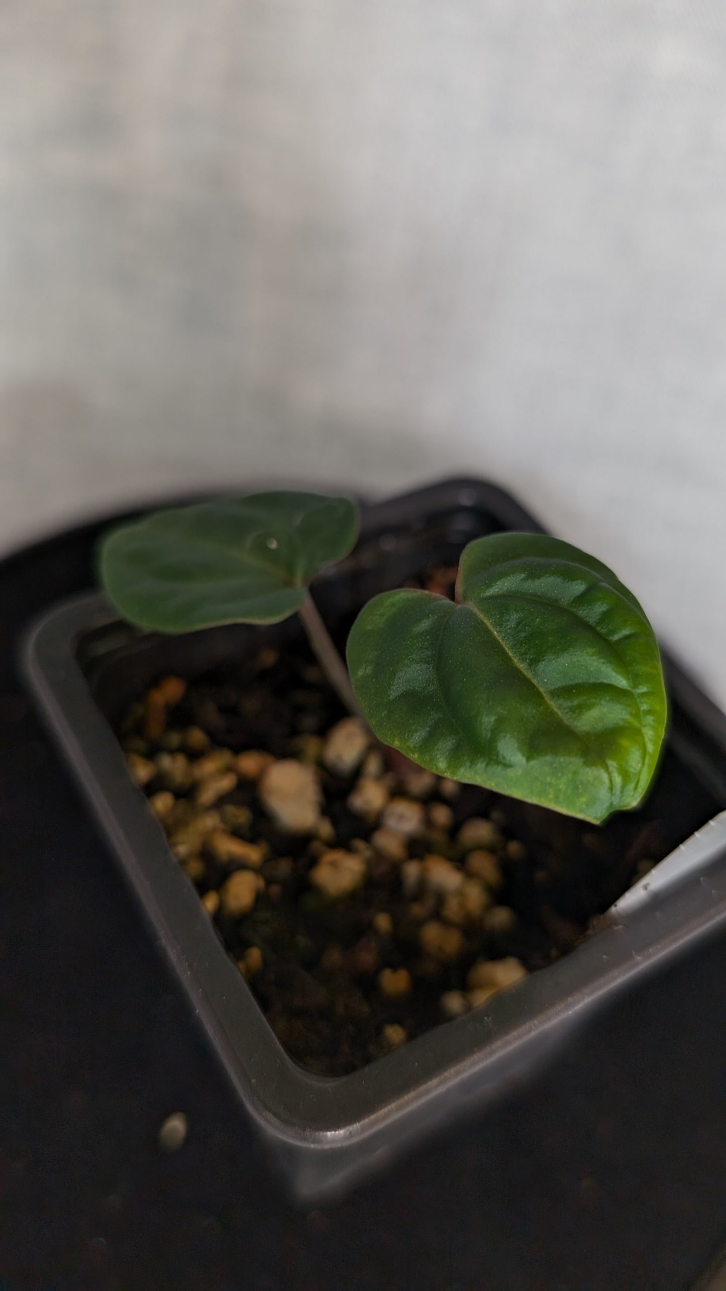 Anthurium Besseae aff. 'Black Pillow'