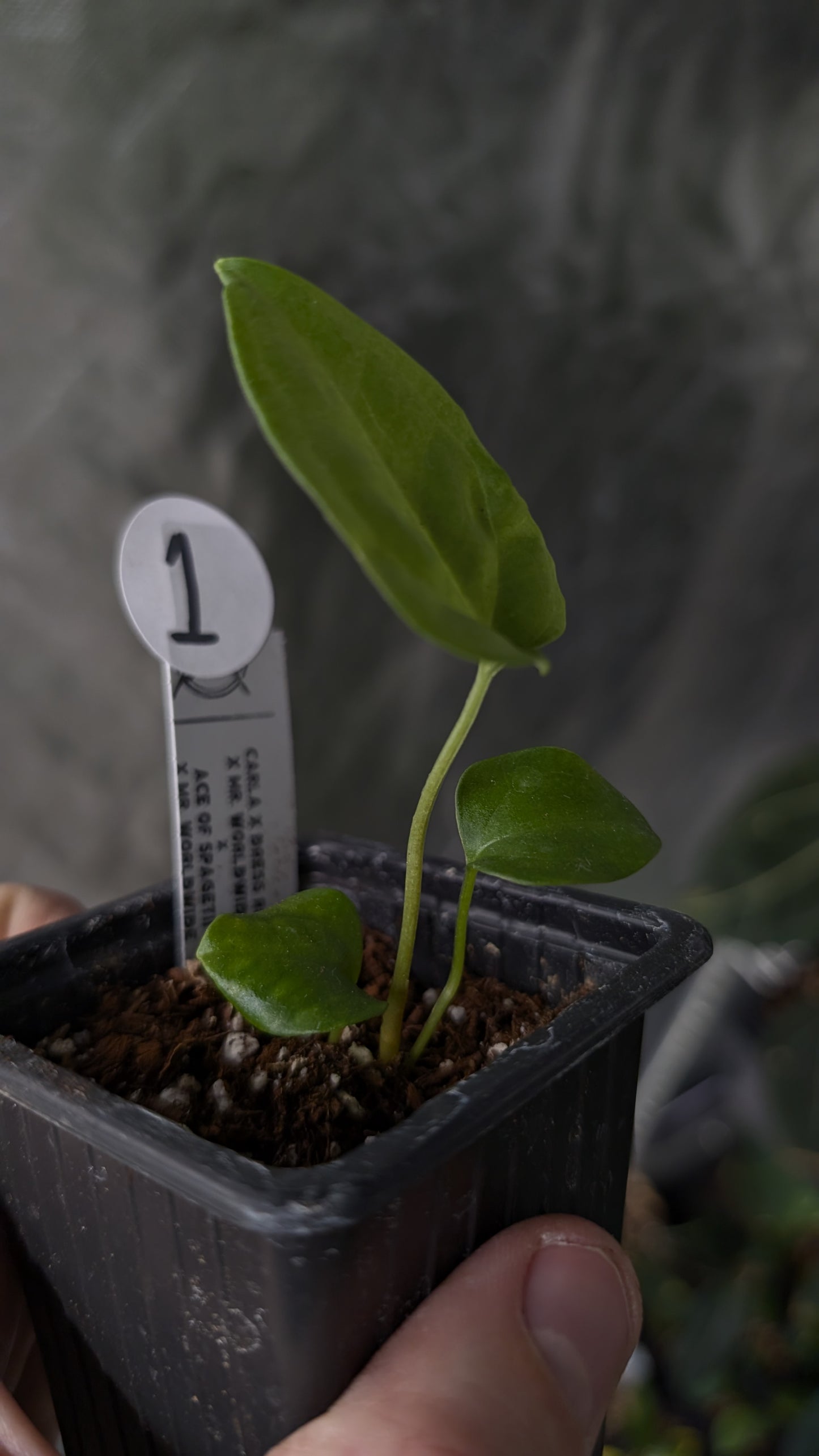 Anthurium [Carlablackiae x Dressleri Rio Guanche x Mr. Worldwide] x [Ace of Spagetii x Mr Worldwide]