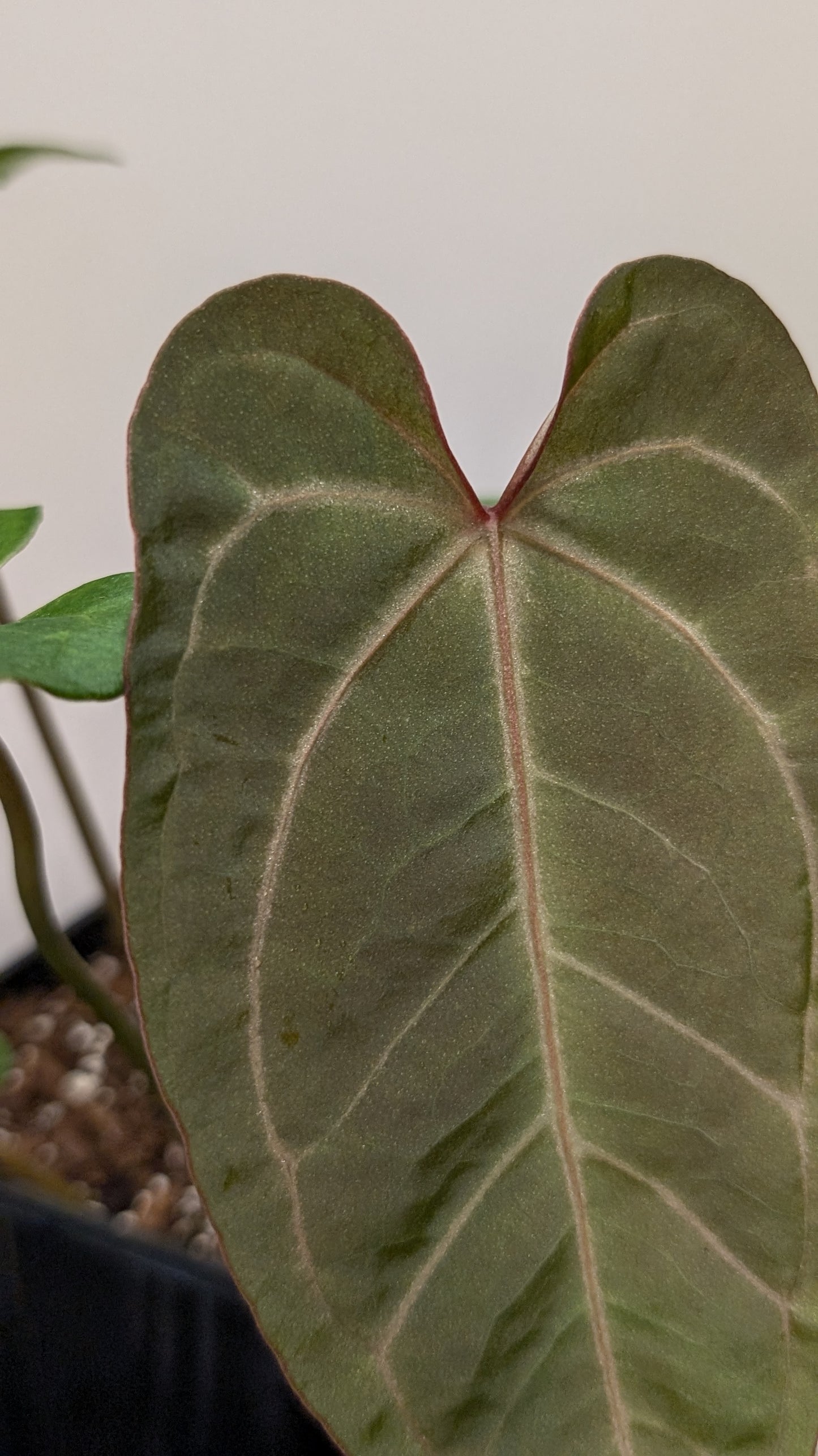 Anthurium Doc Block F1 x Mr Worldwide