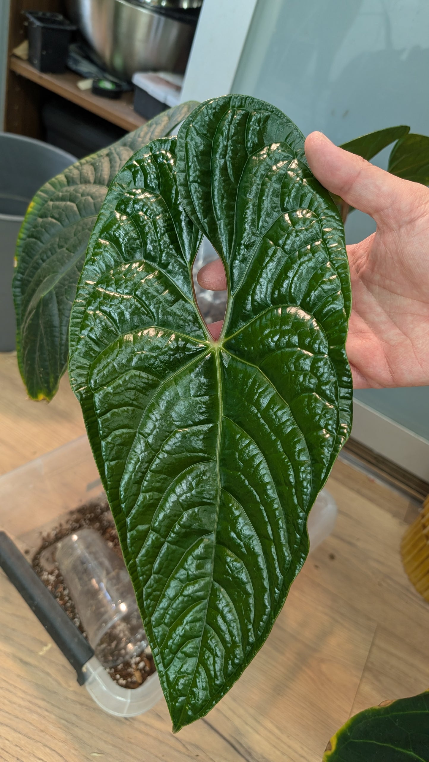 Anthurium King of Spades x BVEP (RxF) or (Sp. Napo x Luxurians)