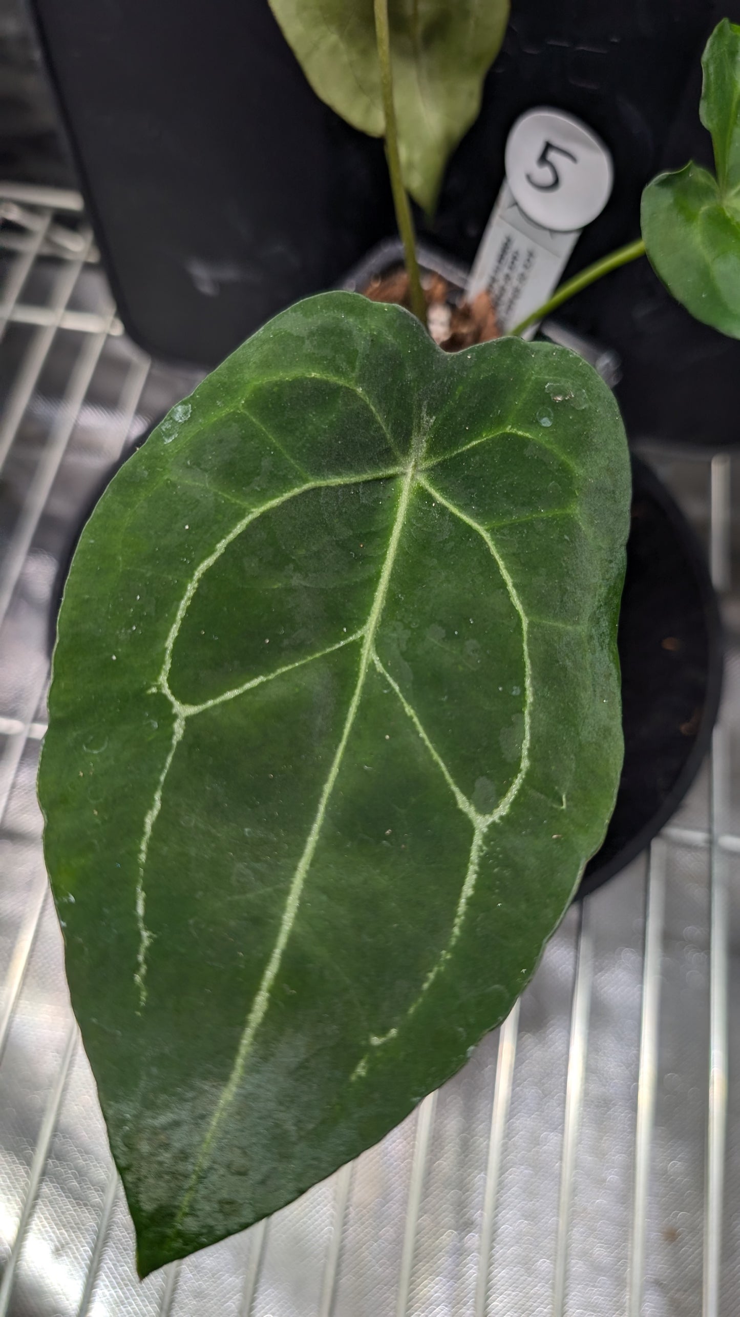 Anthurium Ace of Spagetii F2 (Ace of Spades x Forgetii) F2