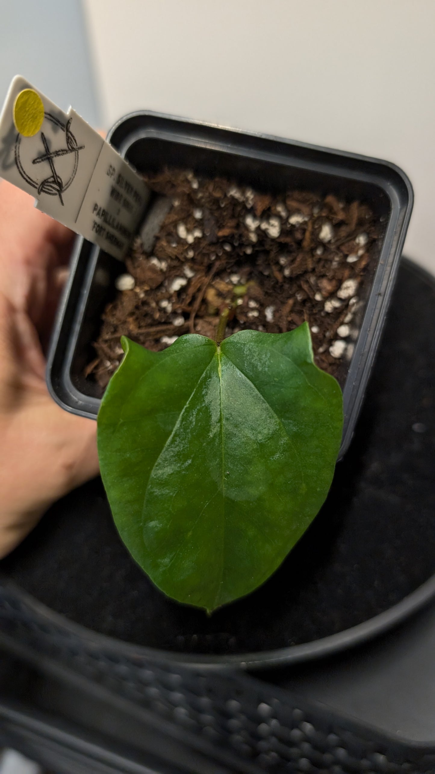Anthurium SPFS #4 clone (Sp Silver Peru wide sinus x Papillilaminum Fort Sherman)