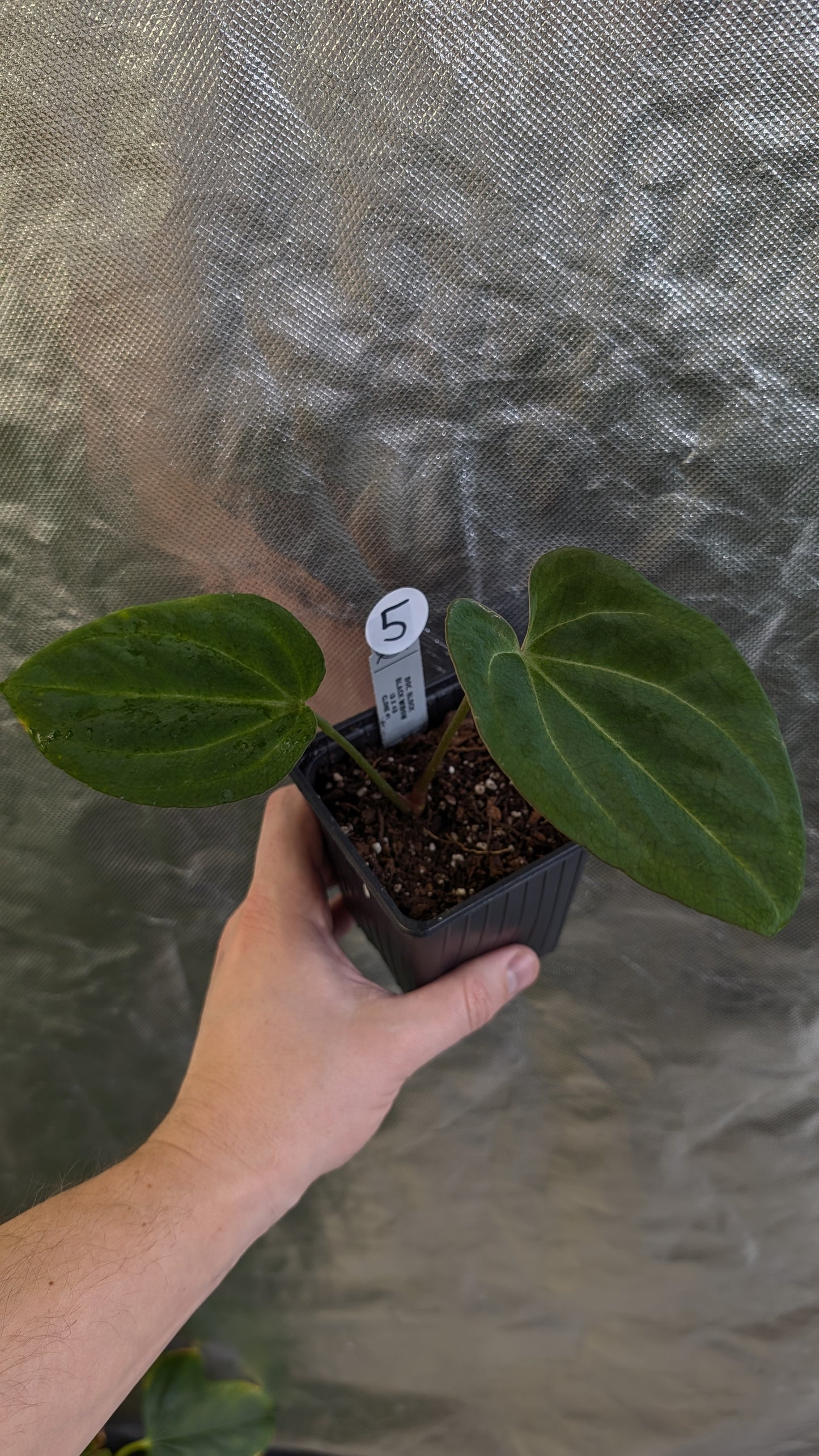 Anthurium Black Widow 13 x 43 clone